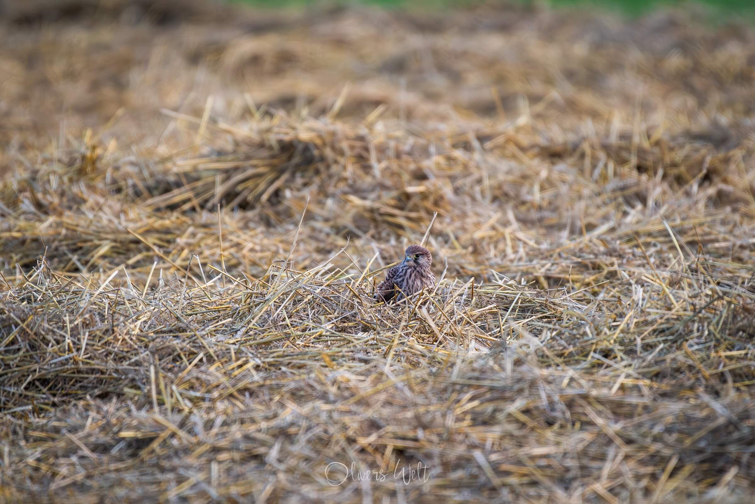 Bild ohne Beschreibung Bild ohne Beschreibung