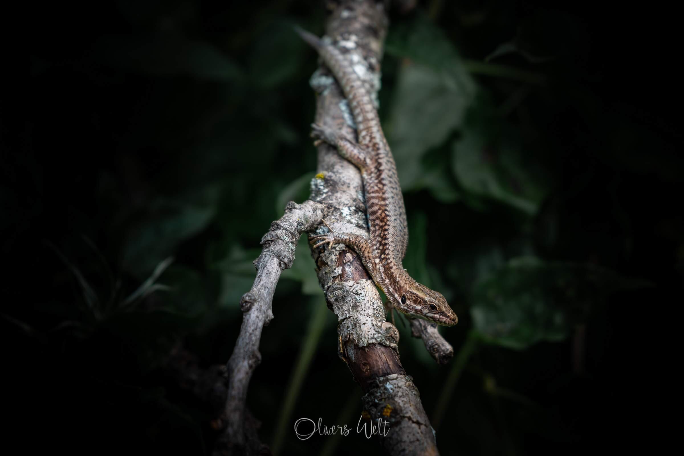 Bild ohne Beschreibung