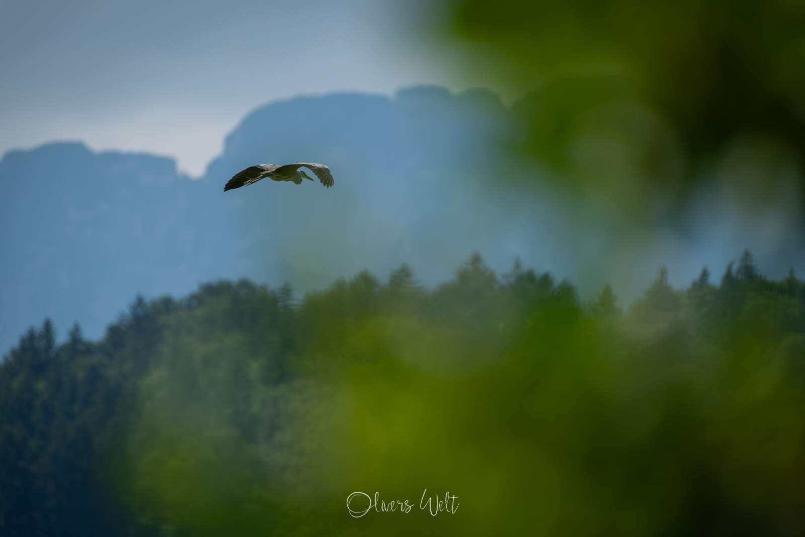 Bild ohne Beschreibung