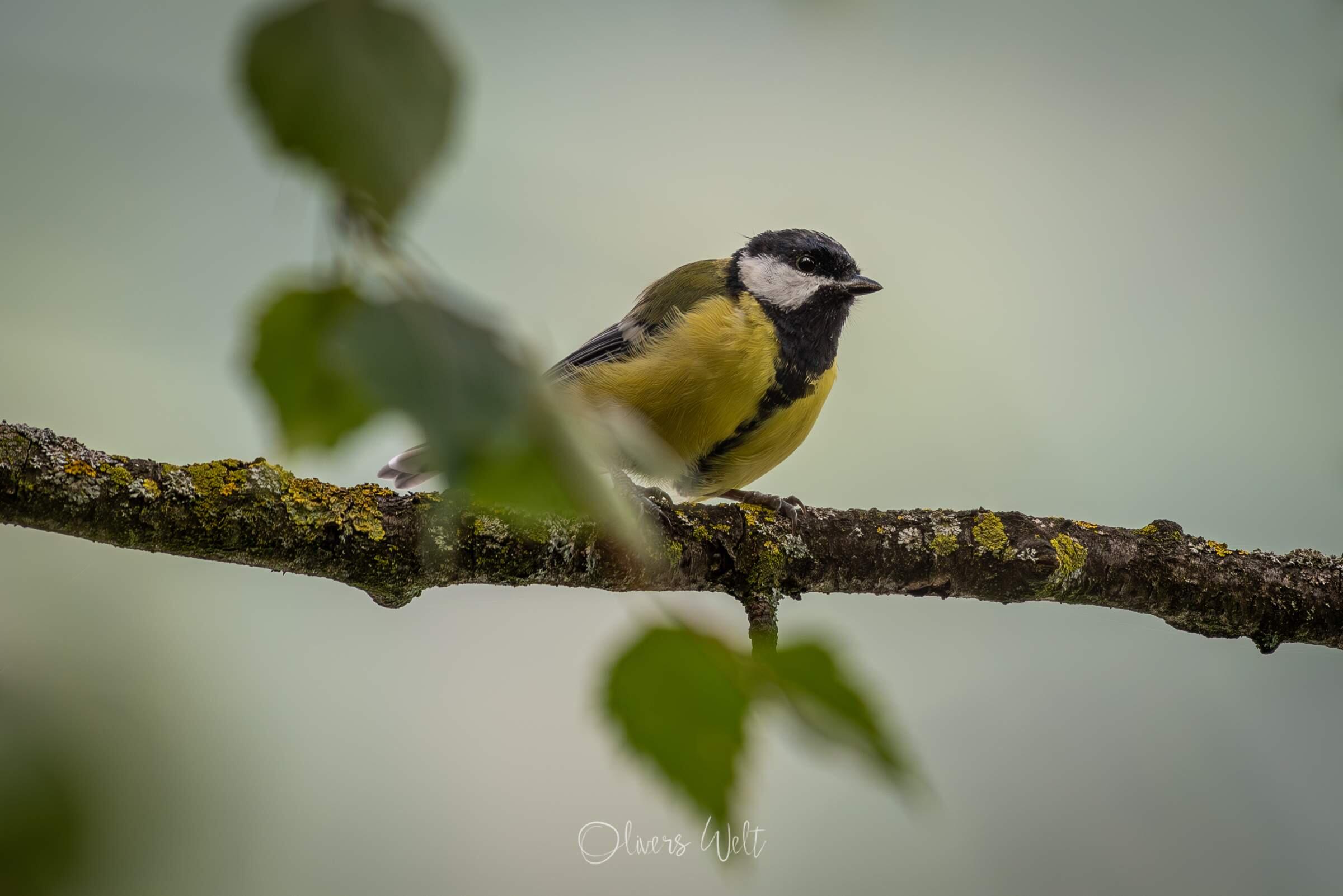 Bild ohne Beschreibung