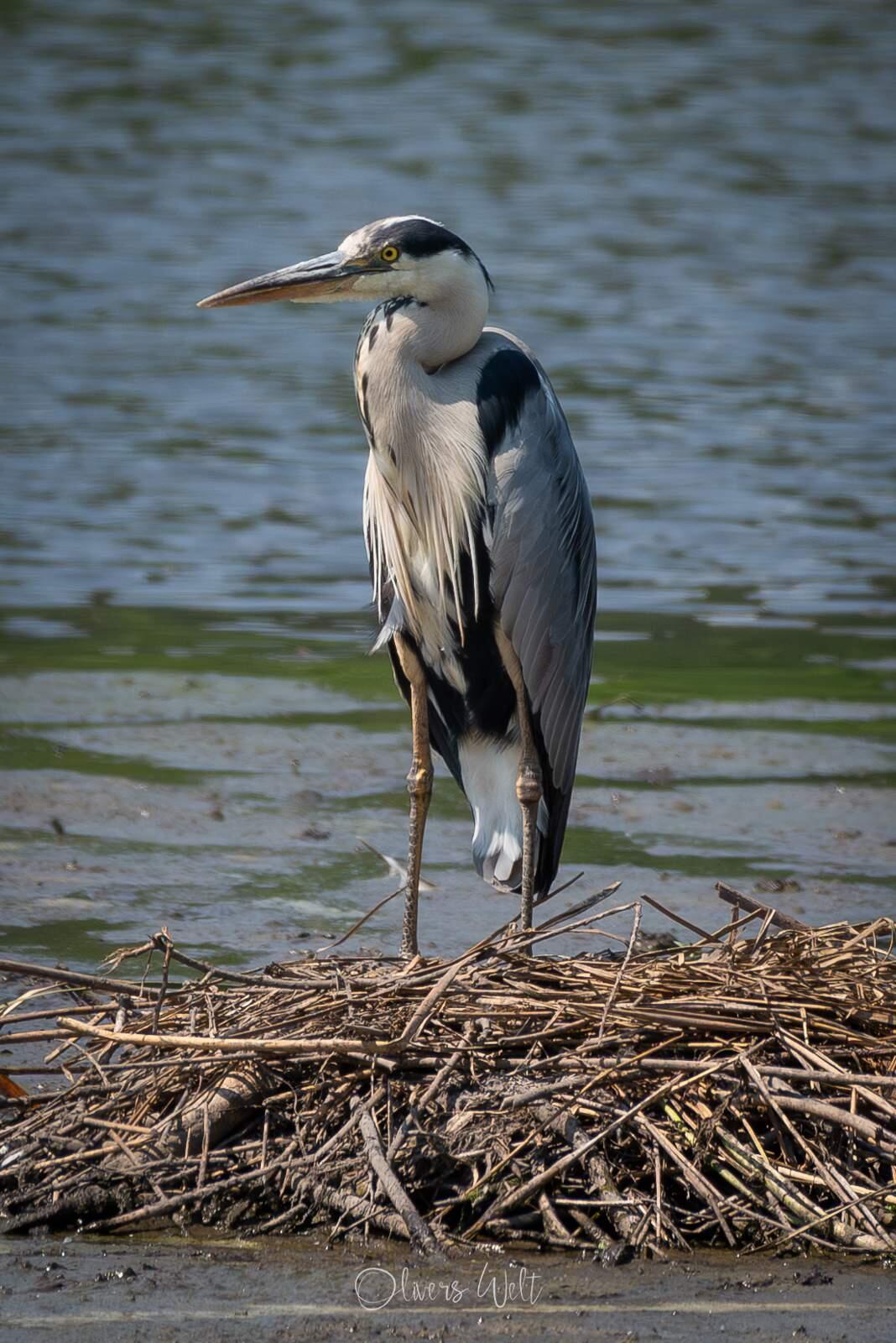 Bild ohne Beschreibung