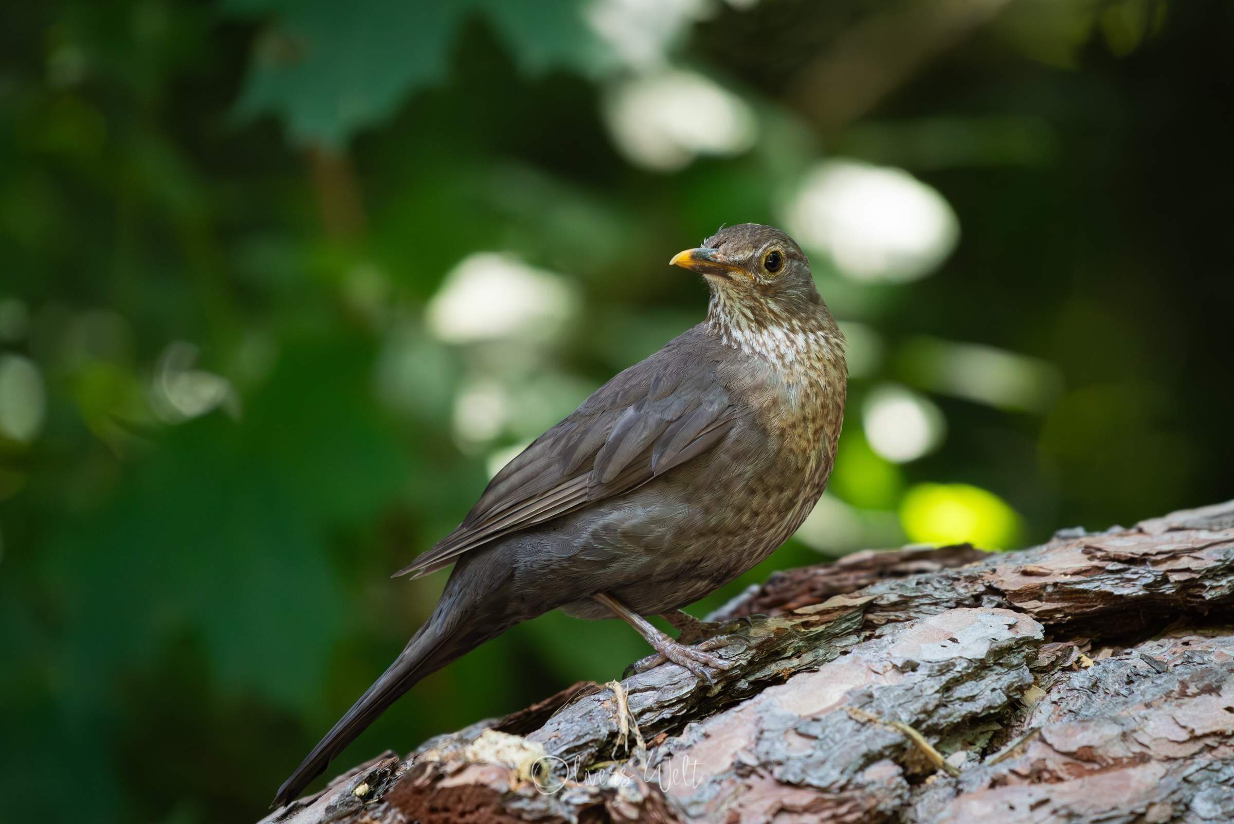 Bild ohne Beschreibung
