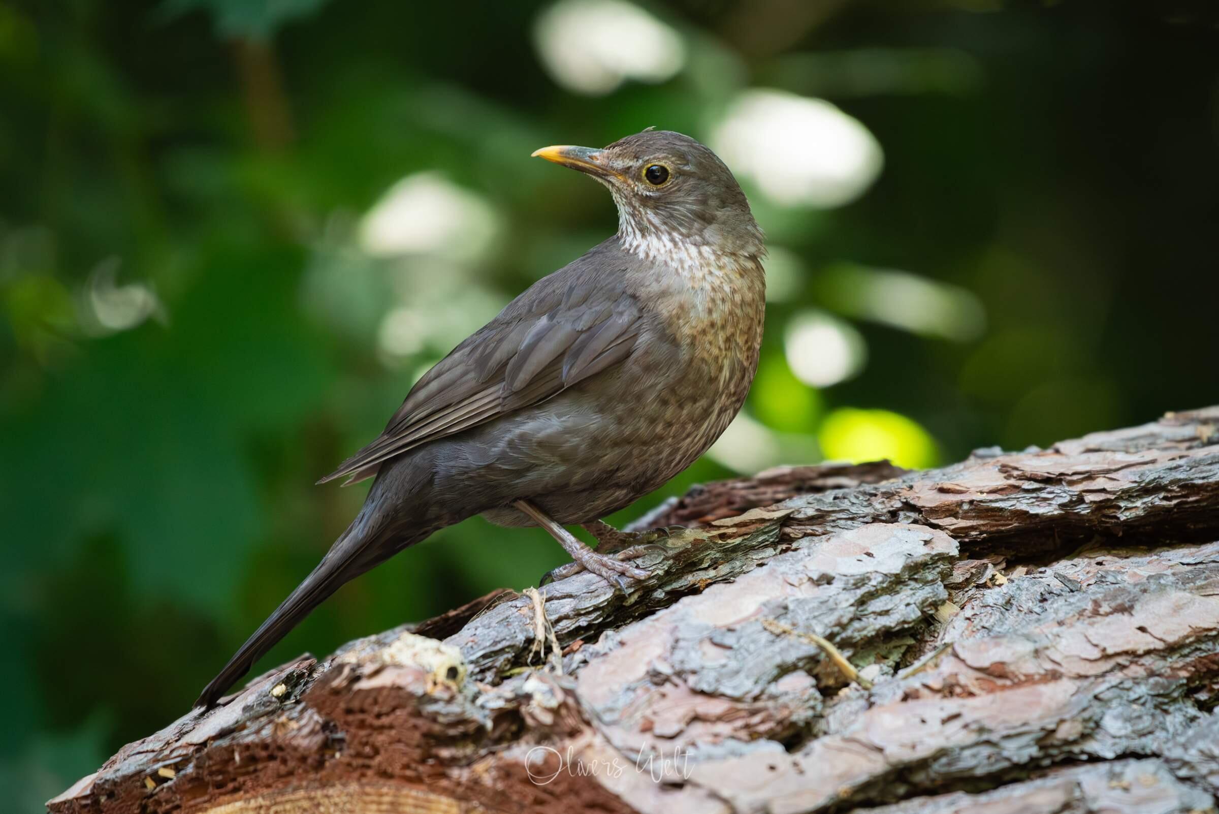 Bild ohne Beschreibung