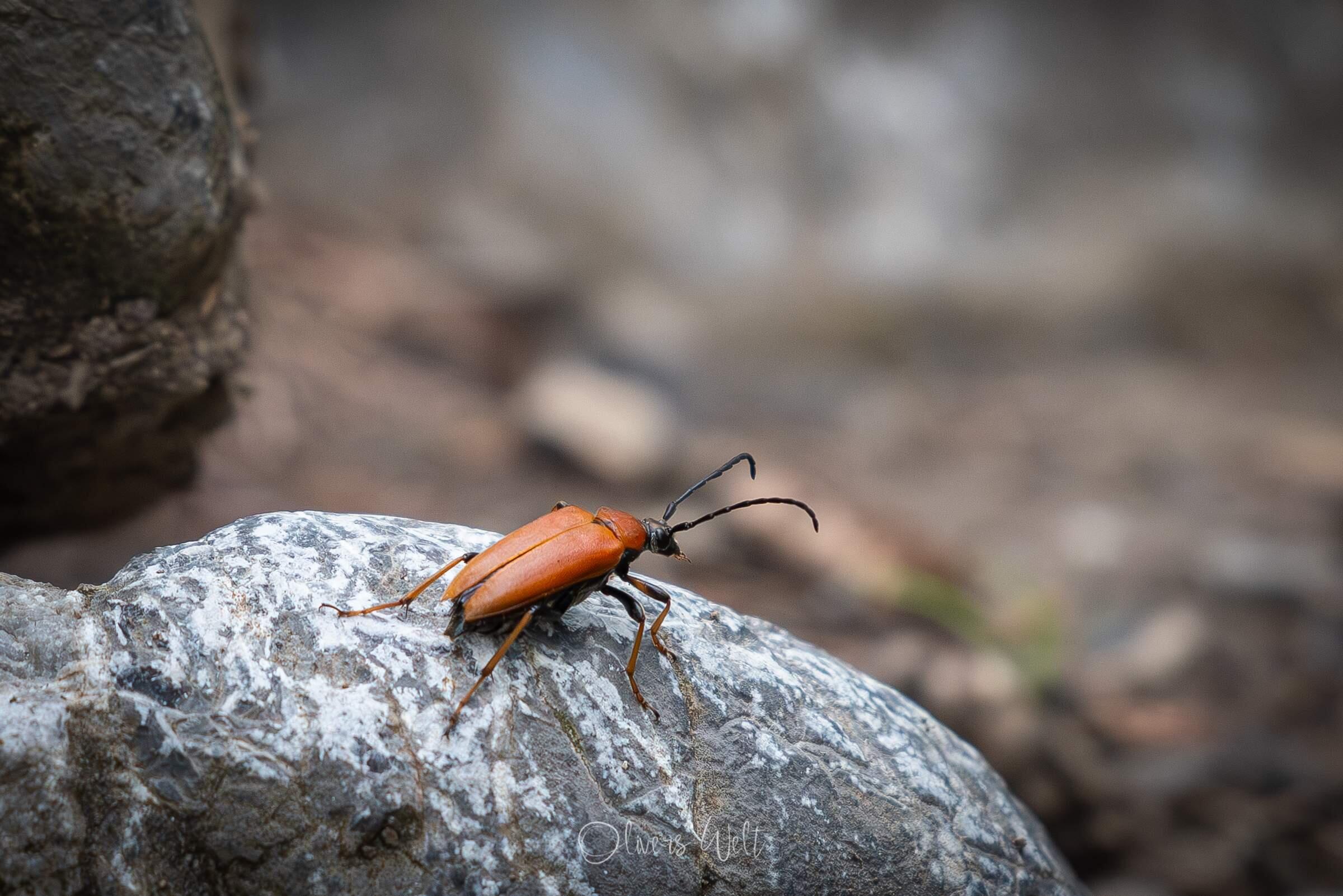 Bild ohne Beschreibung