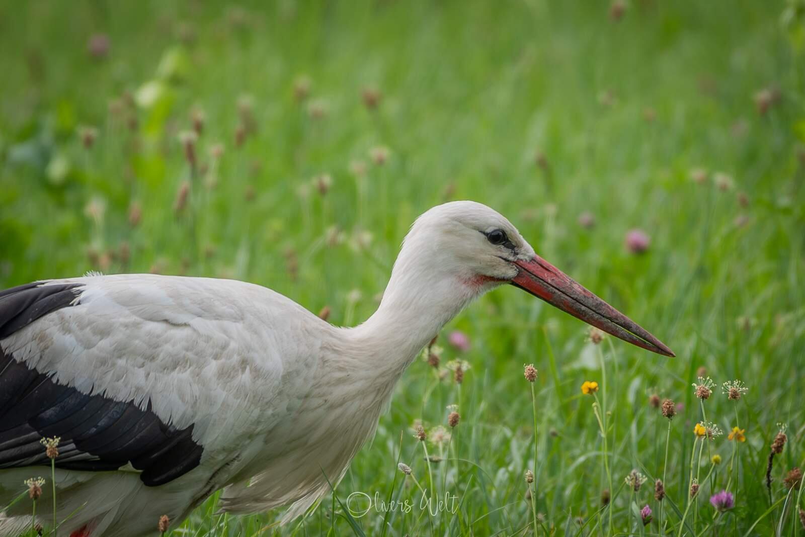 Bild ohne Beschreibung