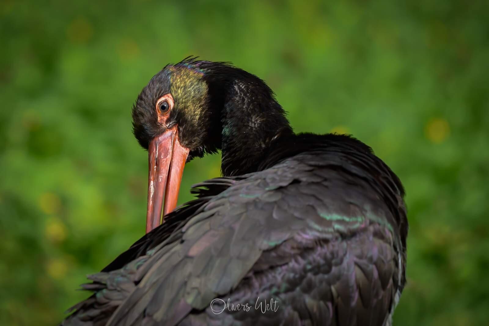 Bild ohne Beschreibung Bild ohne Beschreibung