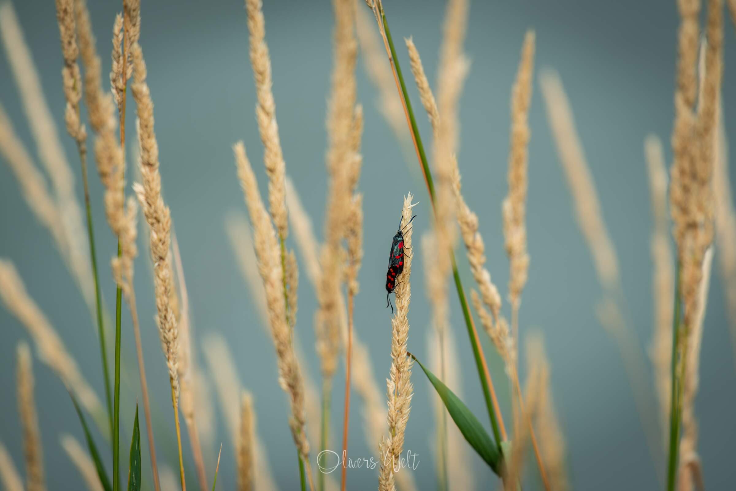 Bild ohne Beschreibung