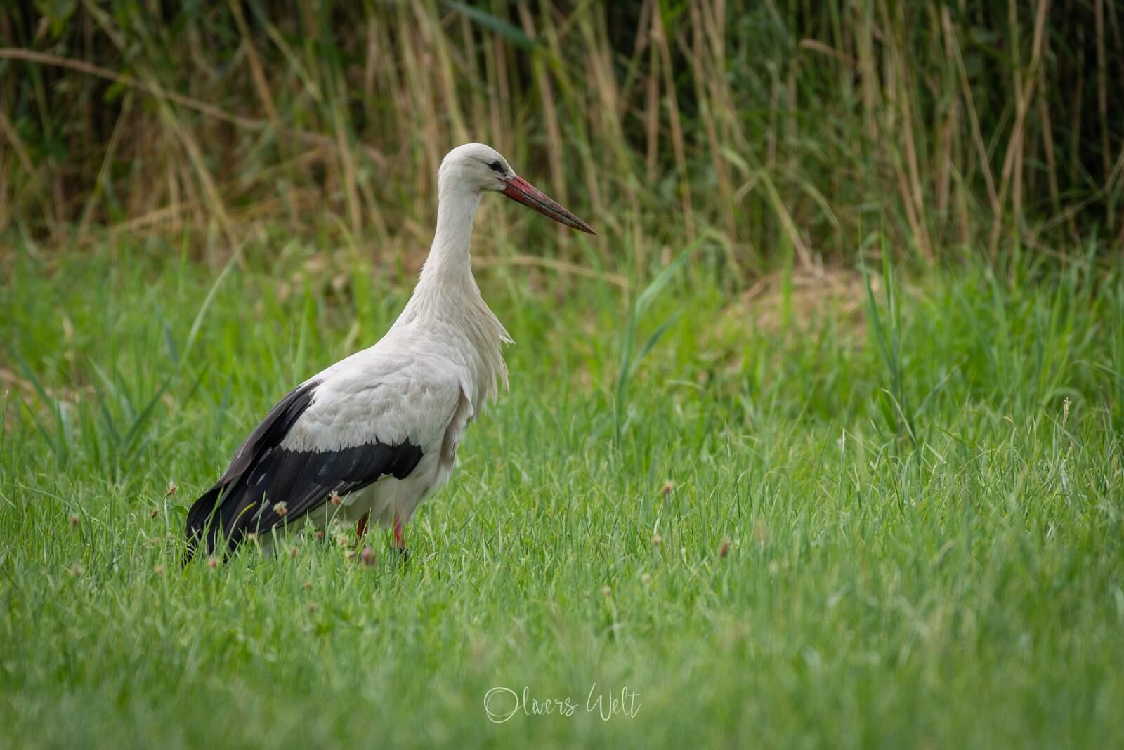 Bild ohne Beschreibung