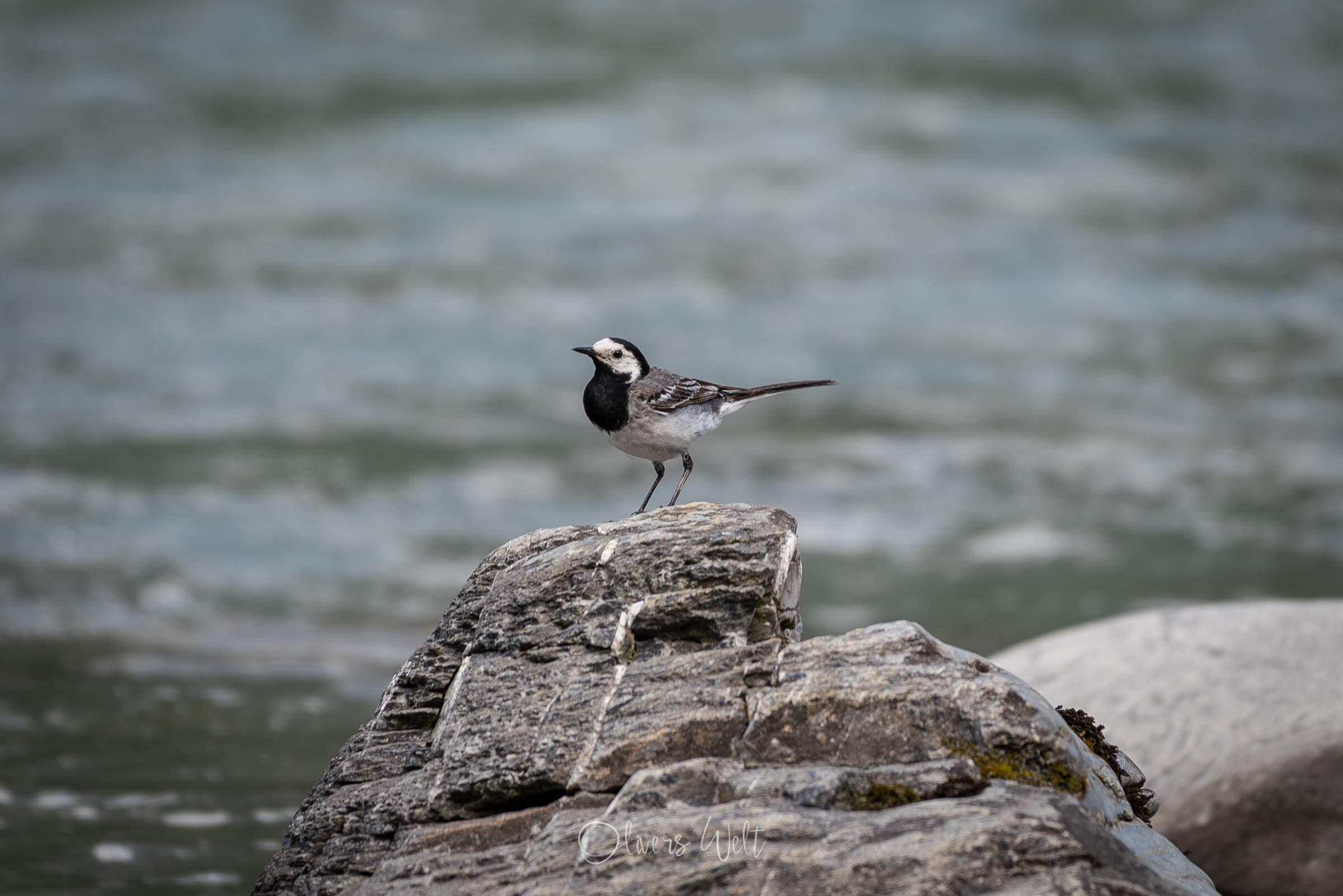 Bild ohne Beschreibung