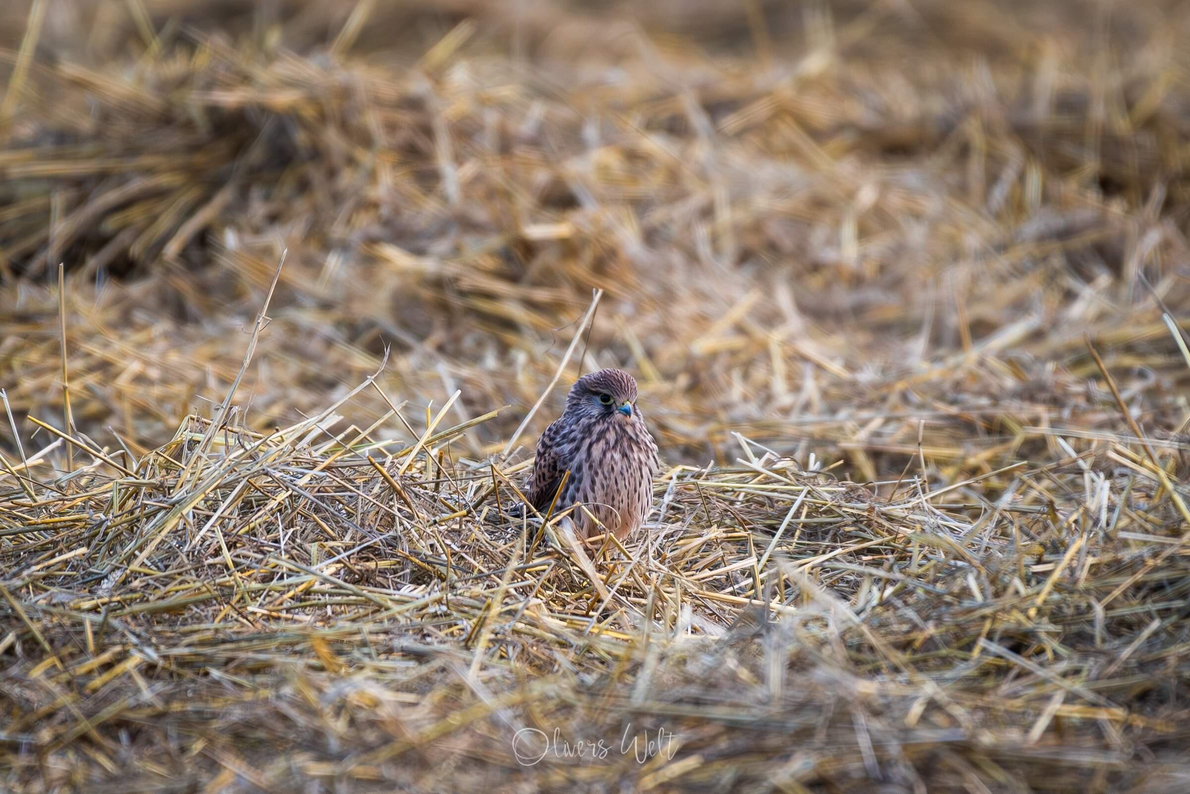 Bild ohne Beschreibung Bild ohne Beschreibung