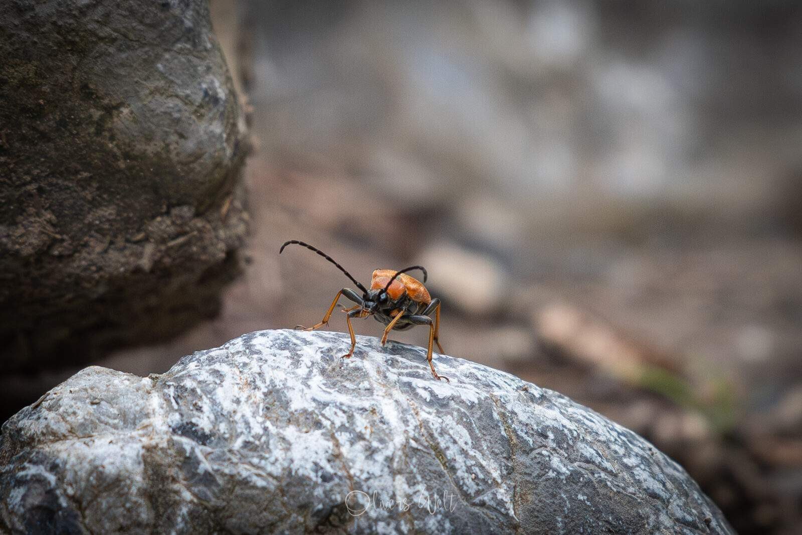 Bild ohne Beschreibung