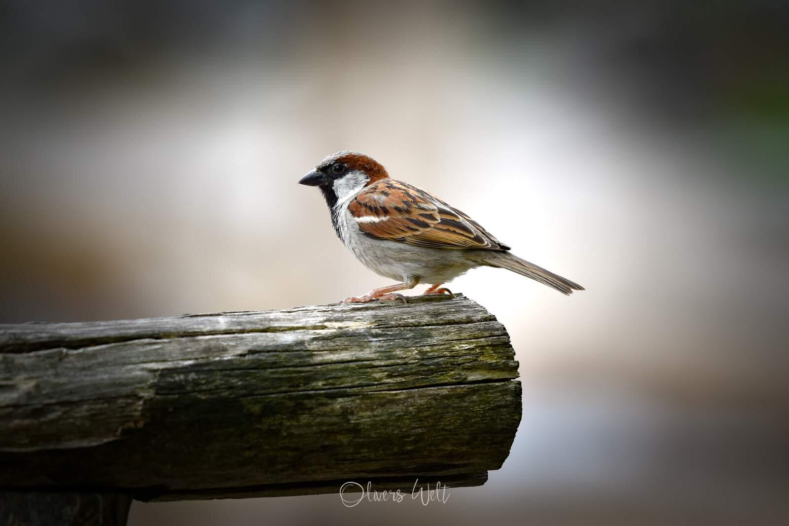 Bild ohne Beschreibung Bild ohne Beschreibung
