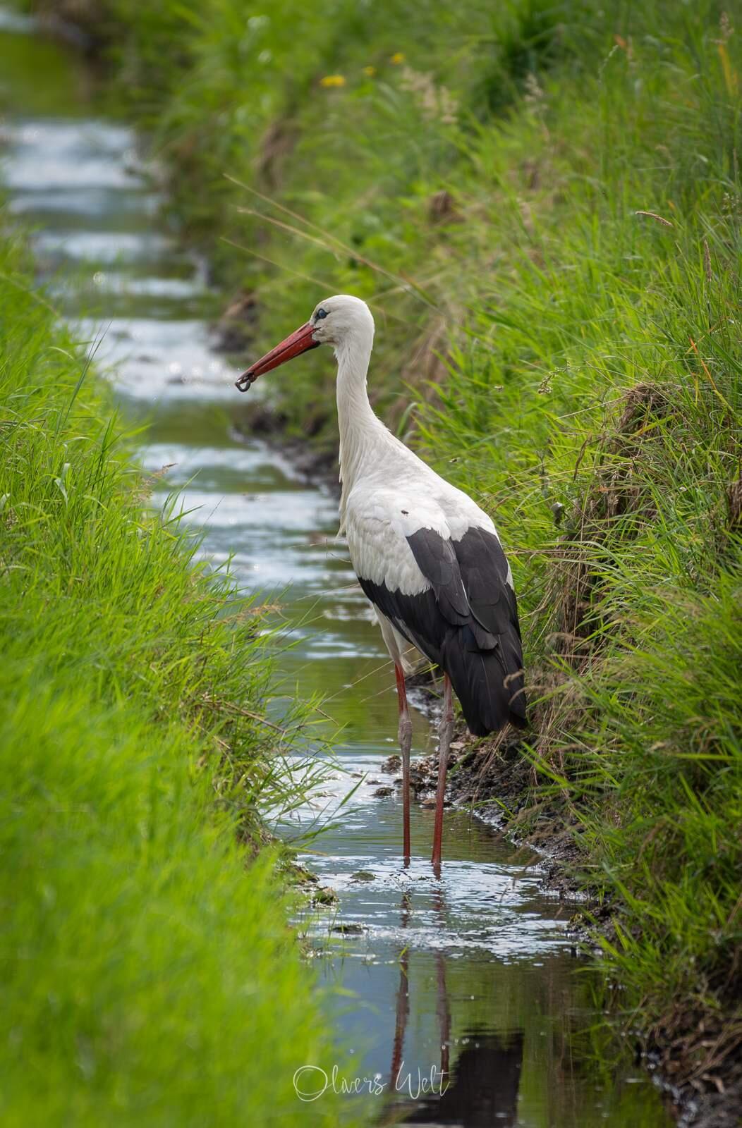 Bild ohne Beschreibung
