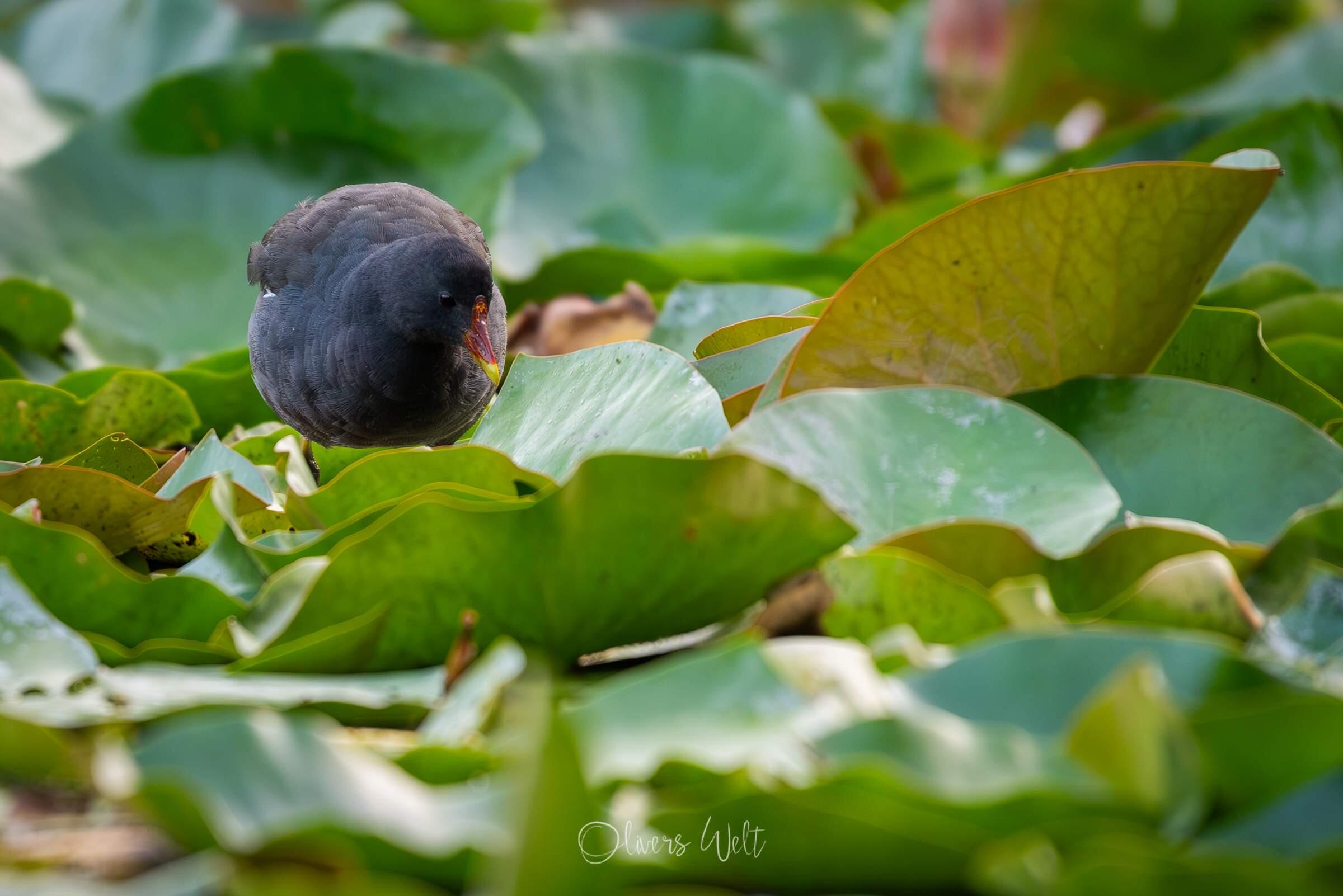 Bild ohne Beschreibung Bild ohne Beschreibung