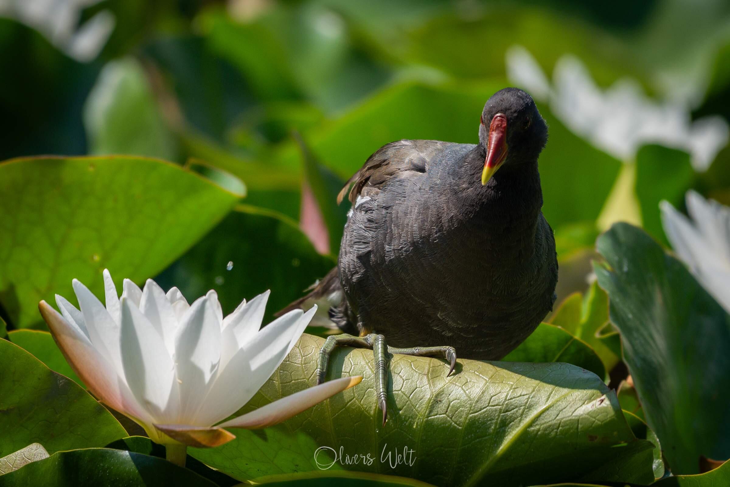 Bild ohne Beschreibung