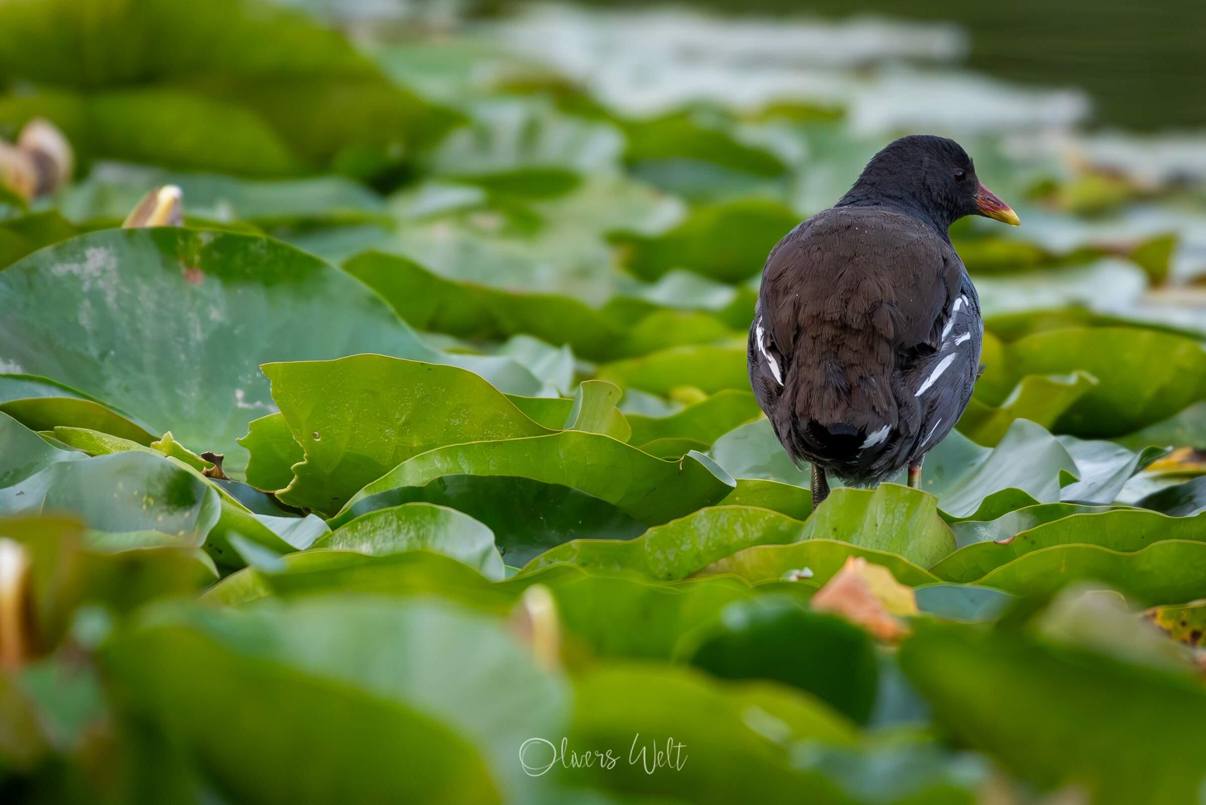 Bild ohne Beschreibung Bild ohne Beschreibung