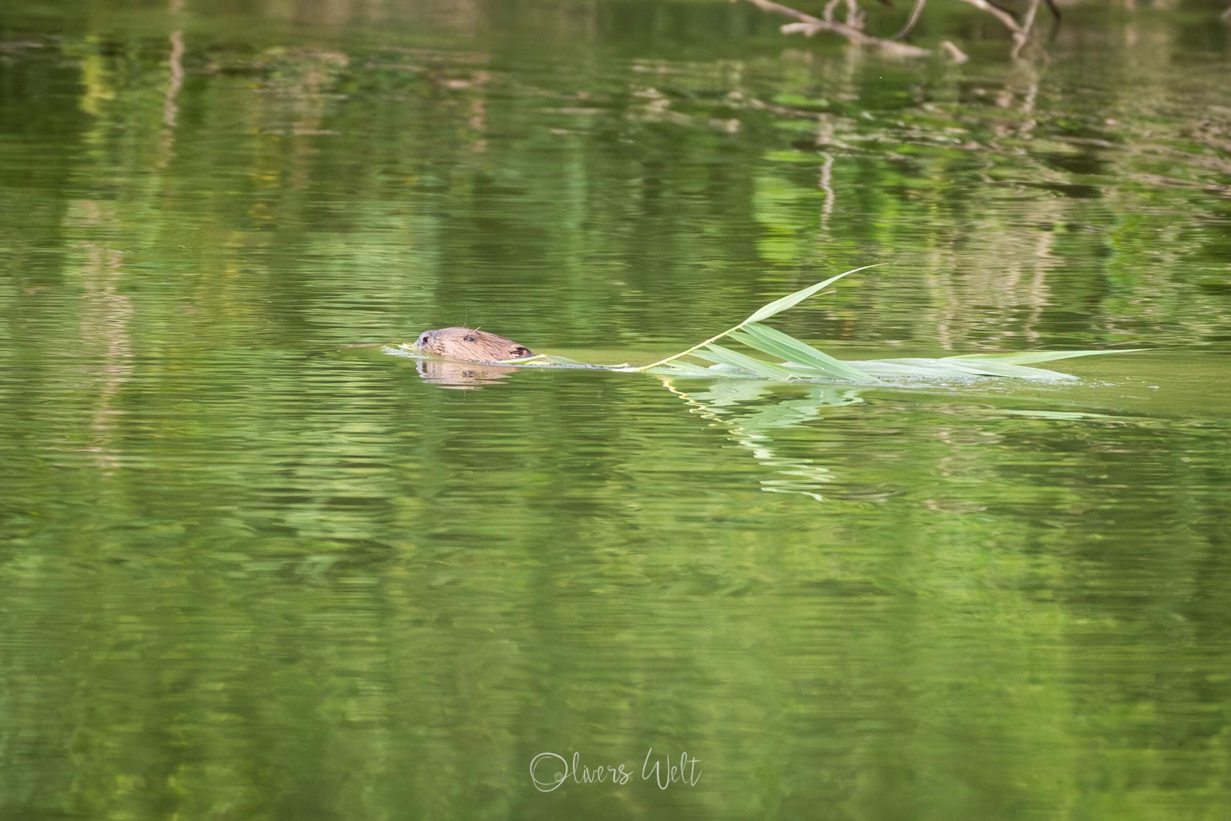 Bild ohne Beschreibung Bild ohne Beschreibung