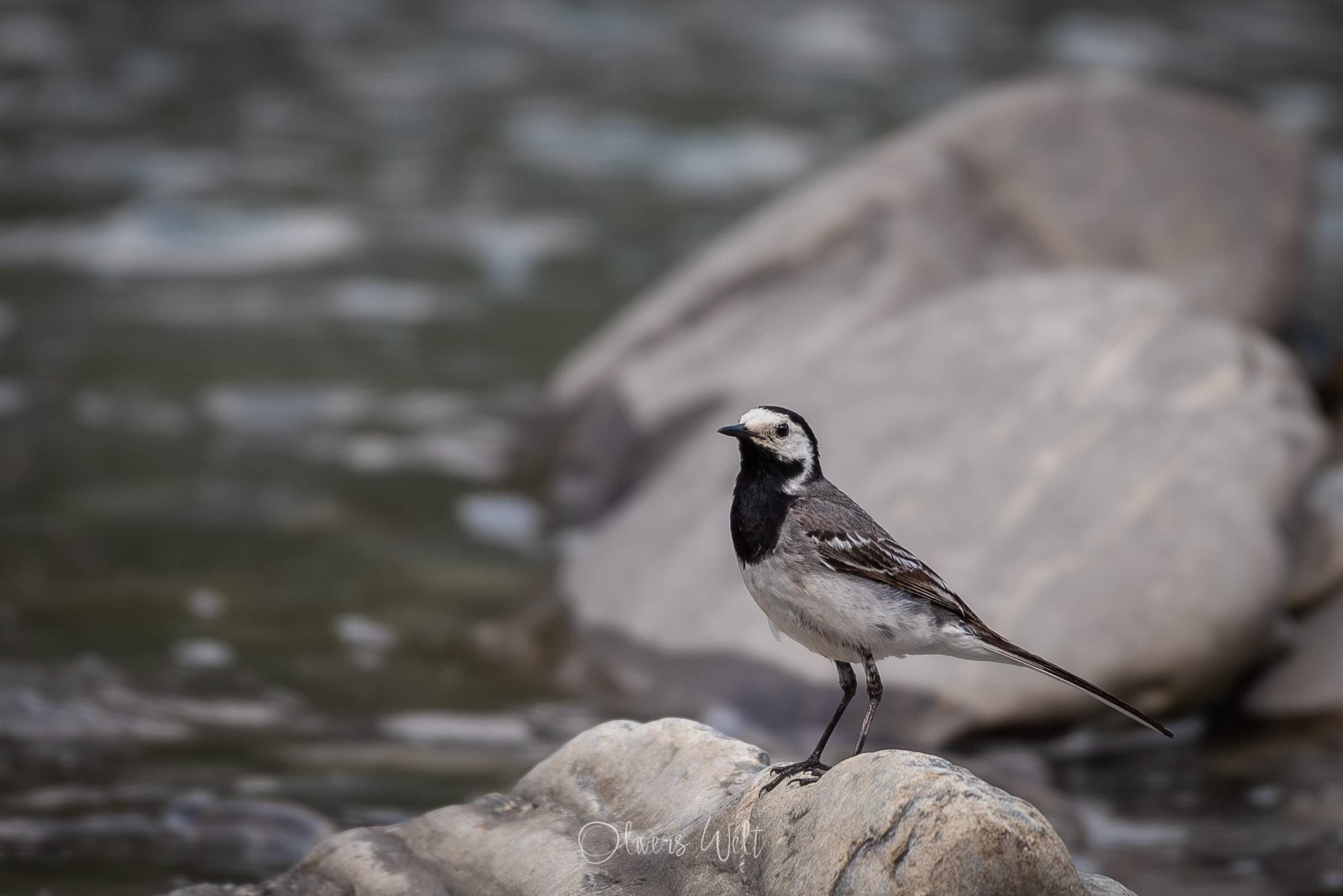 Bild ohne Beschreibung