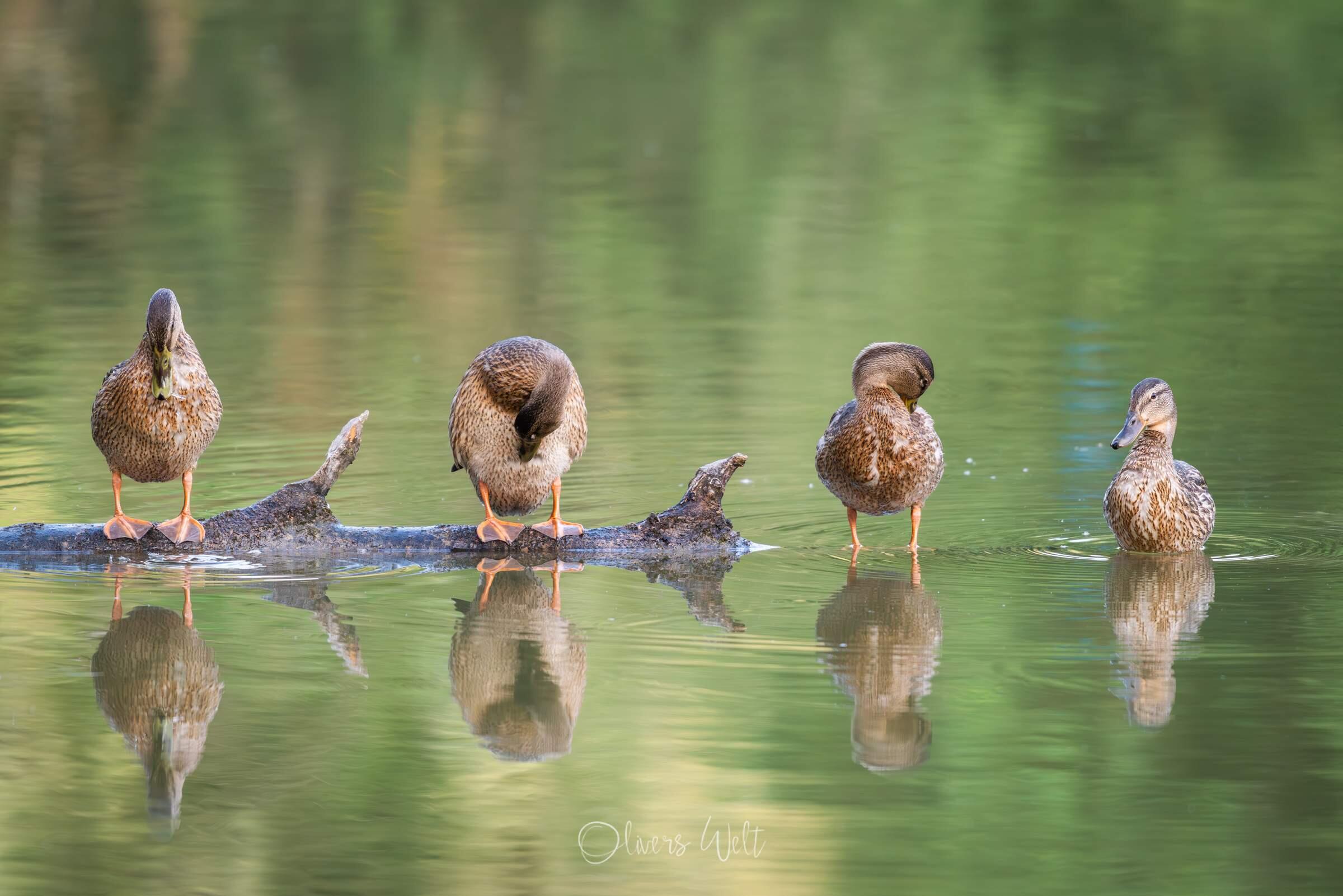 Bild ohne Beschreibung Bild ohne Beschreibung