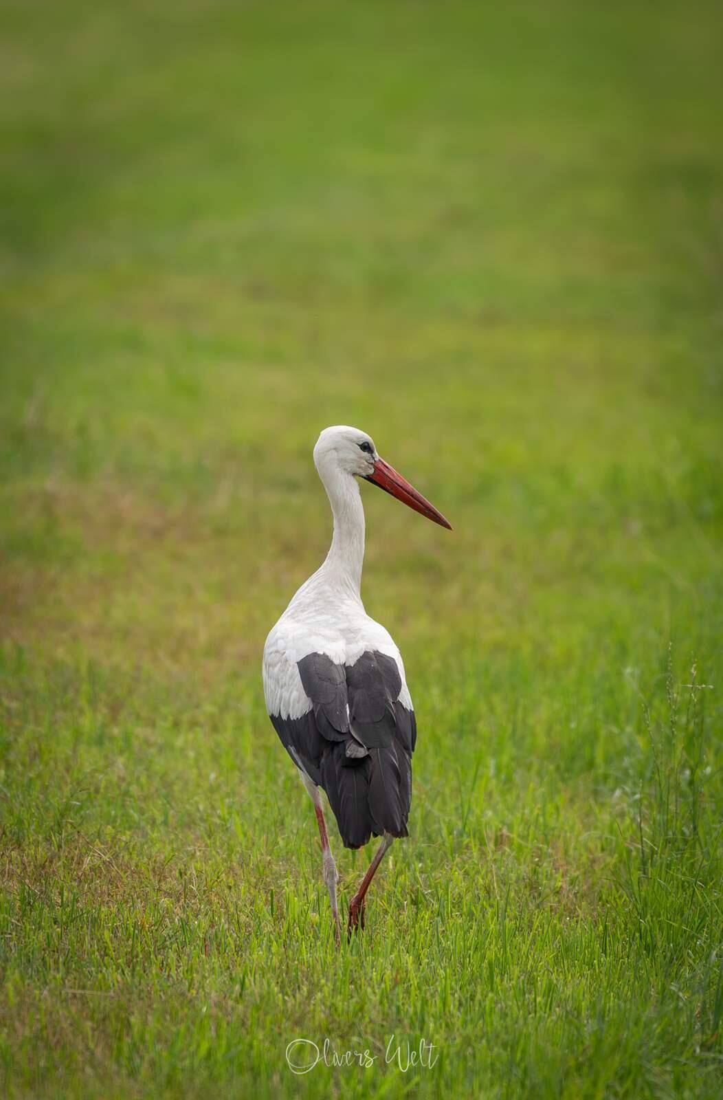 Bild ohne Beschreibung