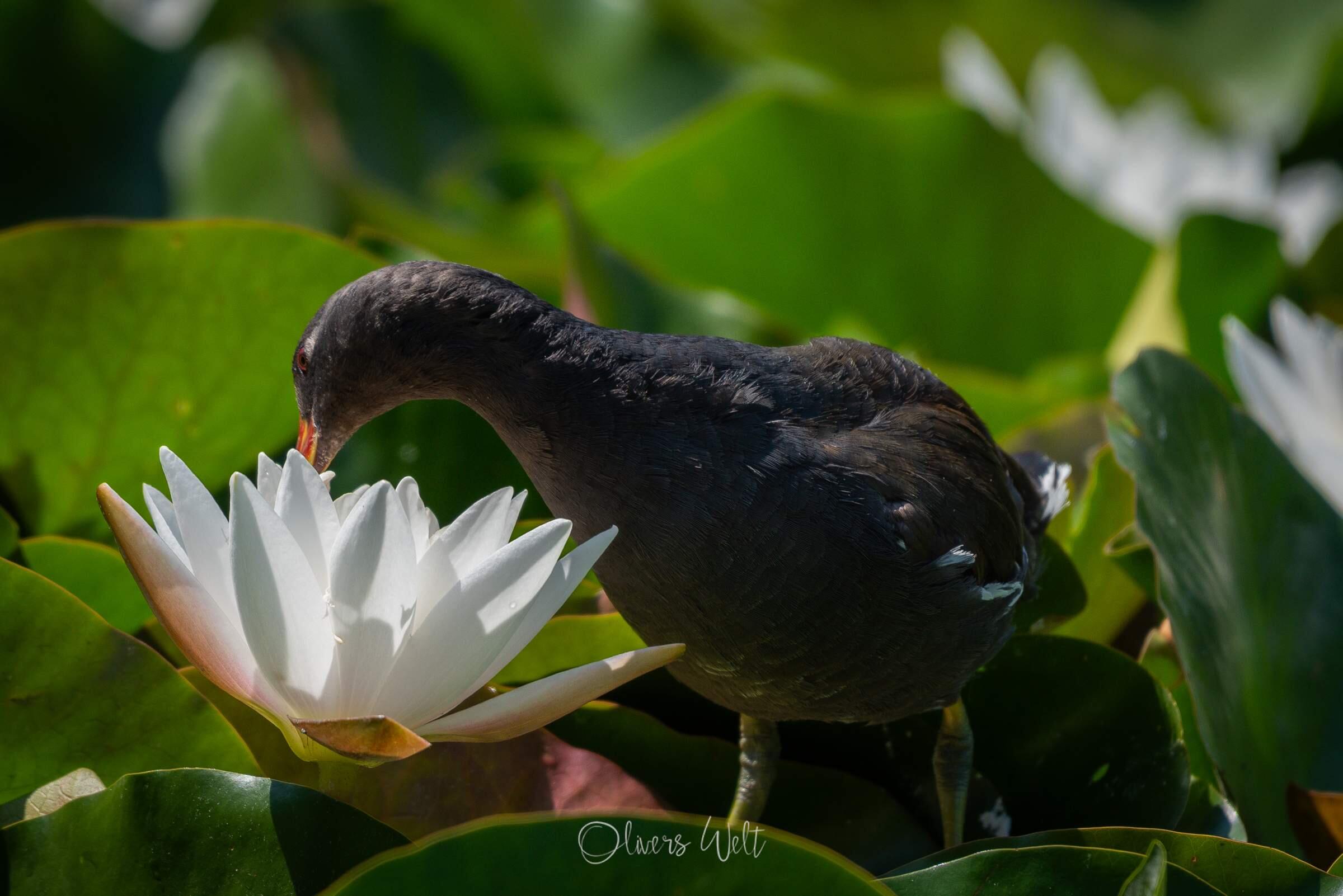 Bild ohne Beschreibung