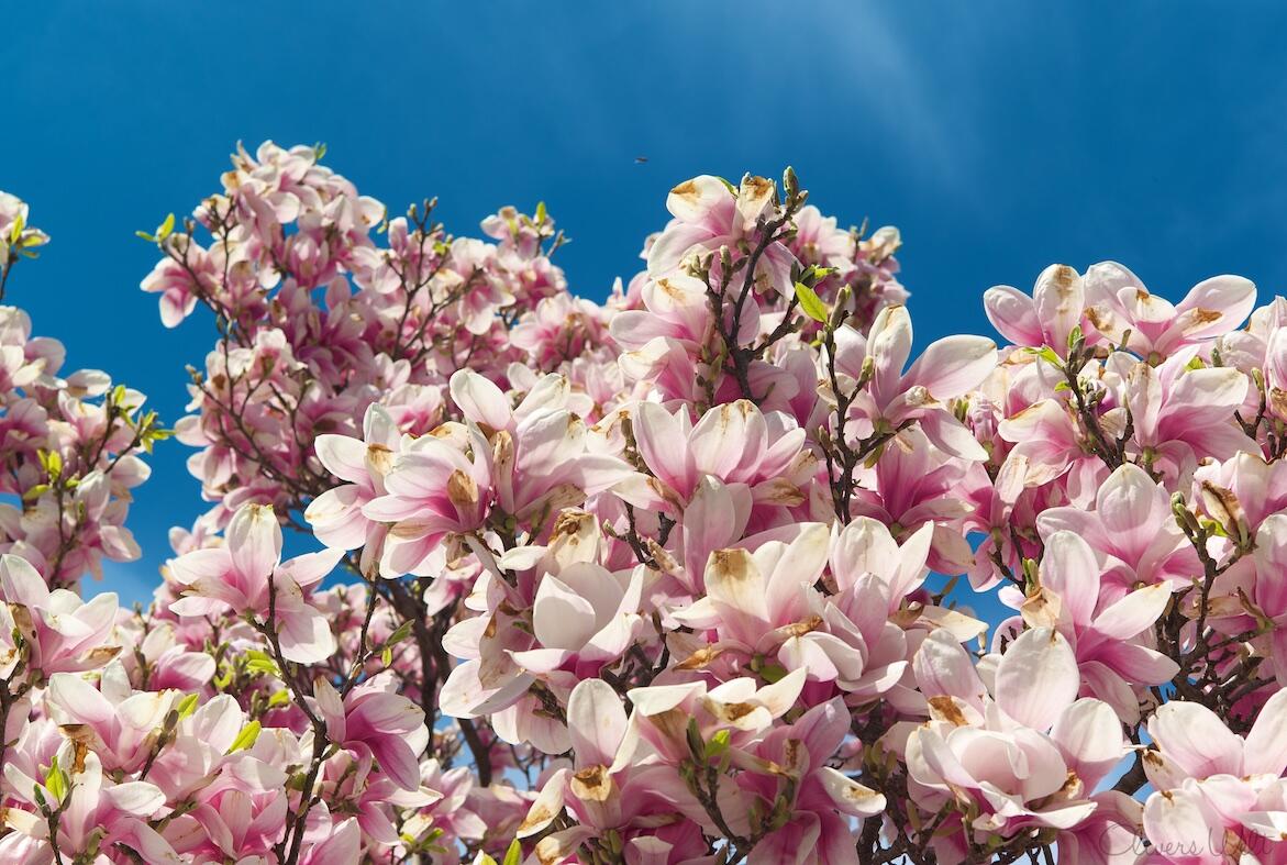 Bild ohne Beschreibung Bild ohne Beschreibung