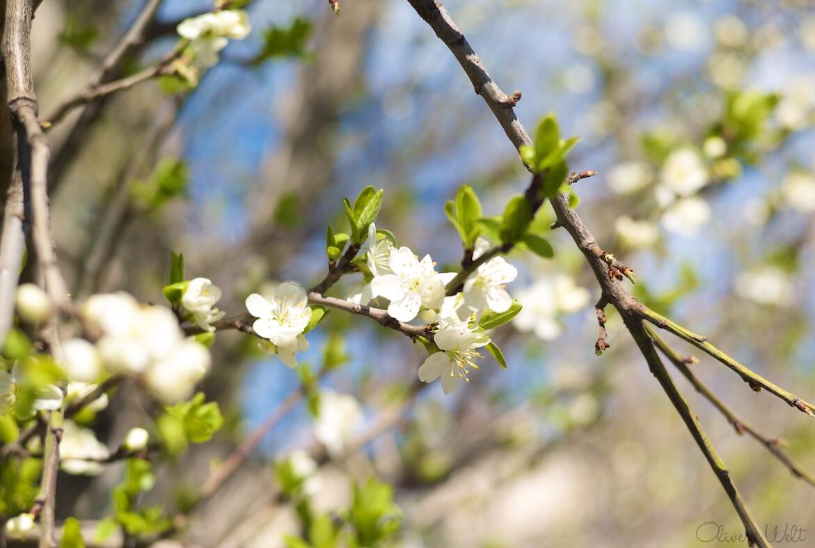 Bild ohne Beschreibung Bild ohne Beschreibung