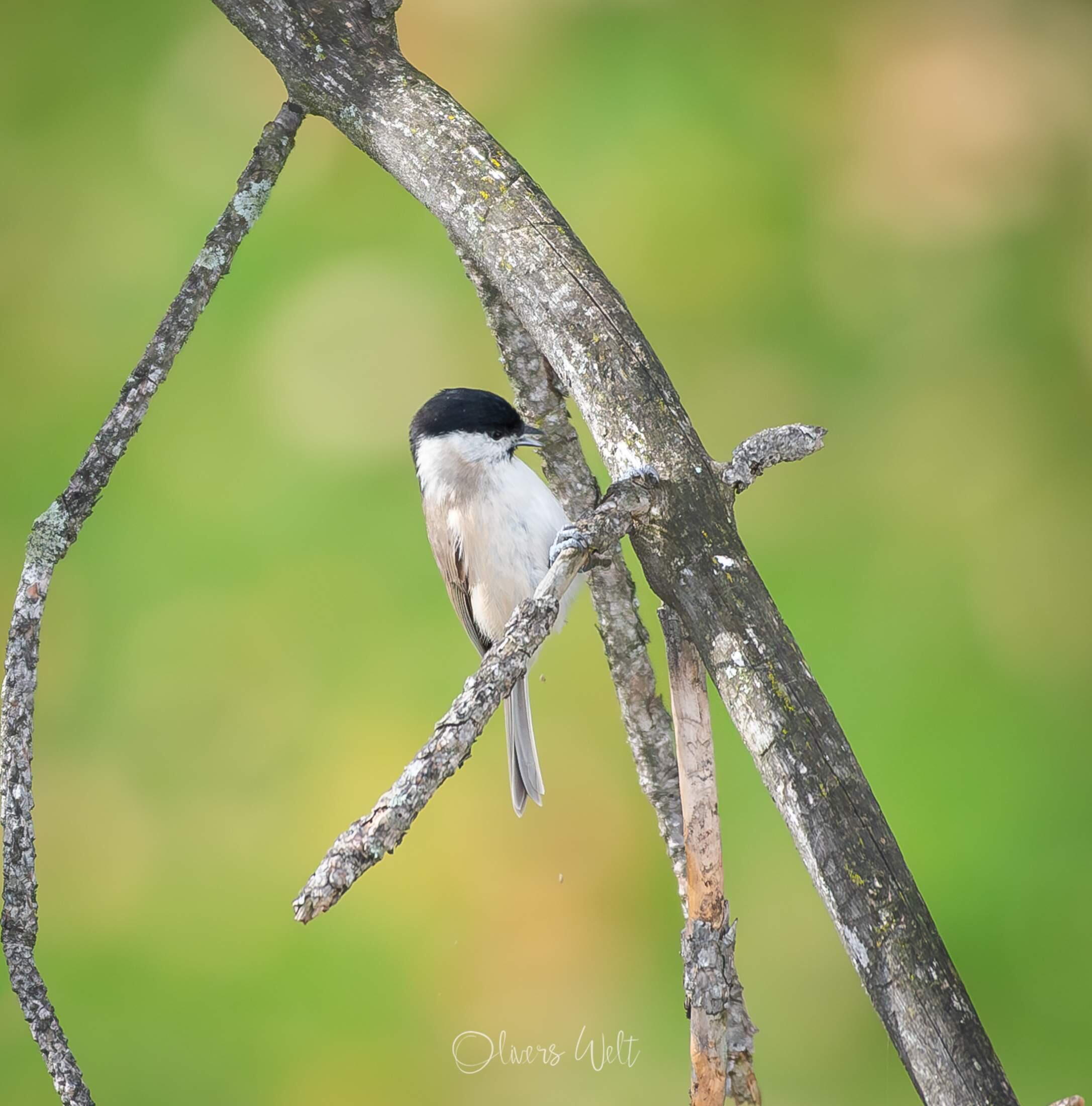 Bild ohne Beschreibung