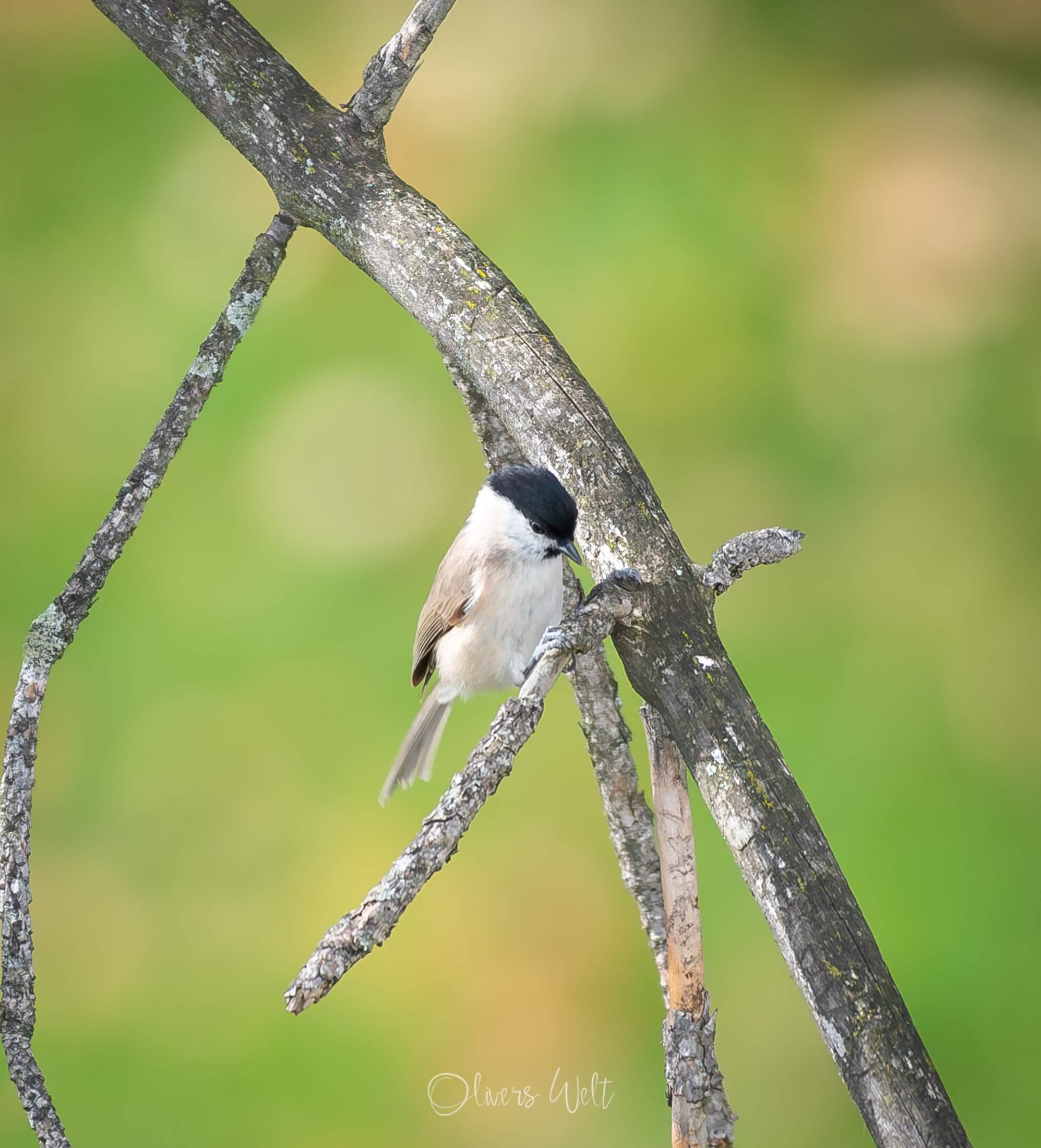 Bild ohne Beschreibung