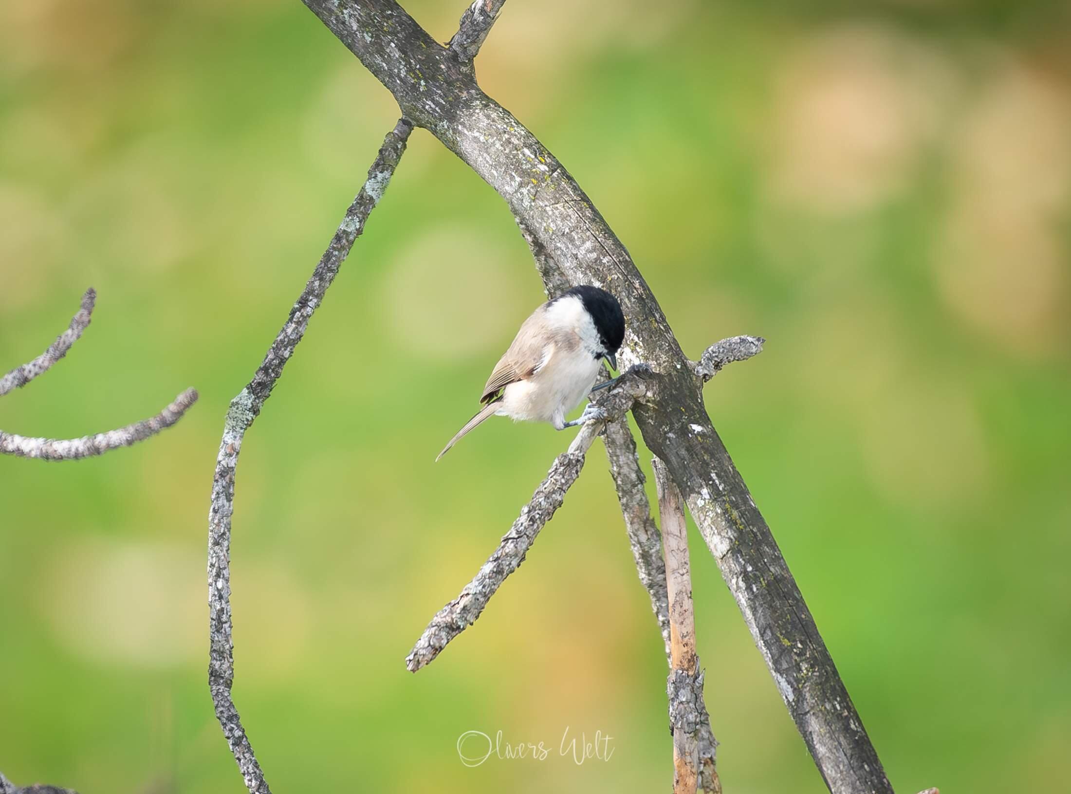 Bild ohne Beschreibung