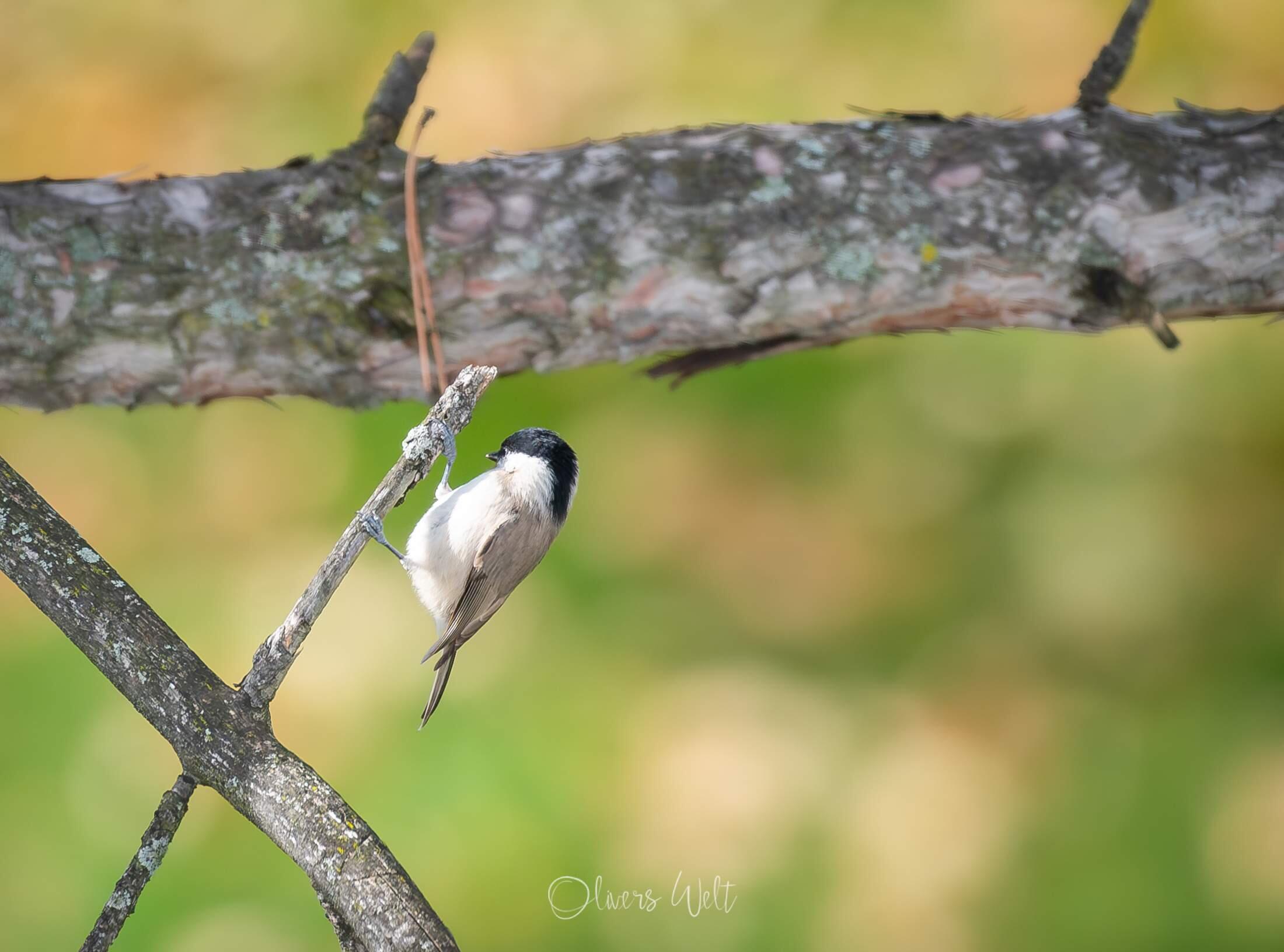 Bild ohne Beschreibung