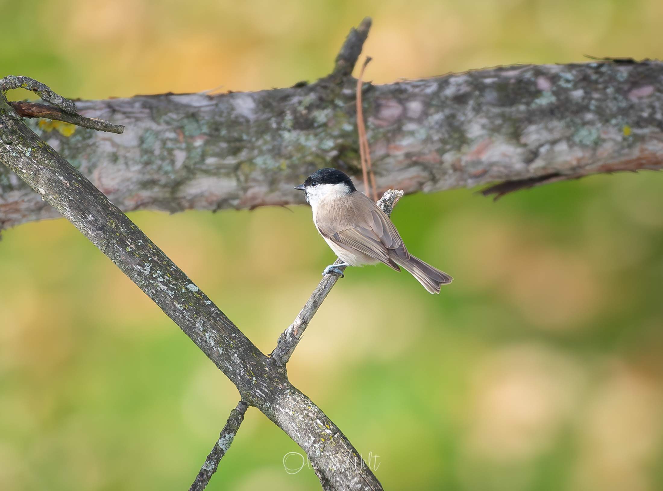 Bild ohne Beschreibung