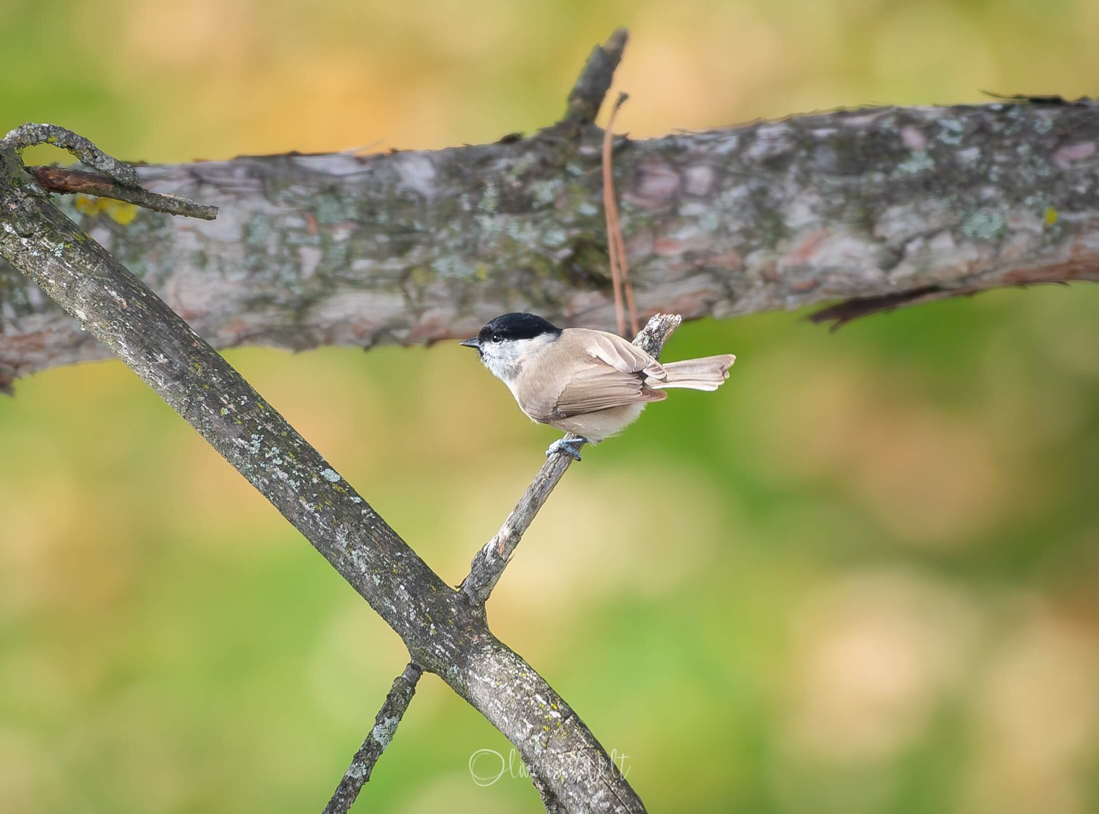 Bild ohne Beschreibung