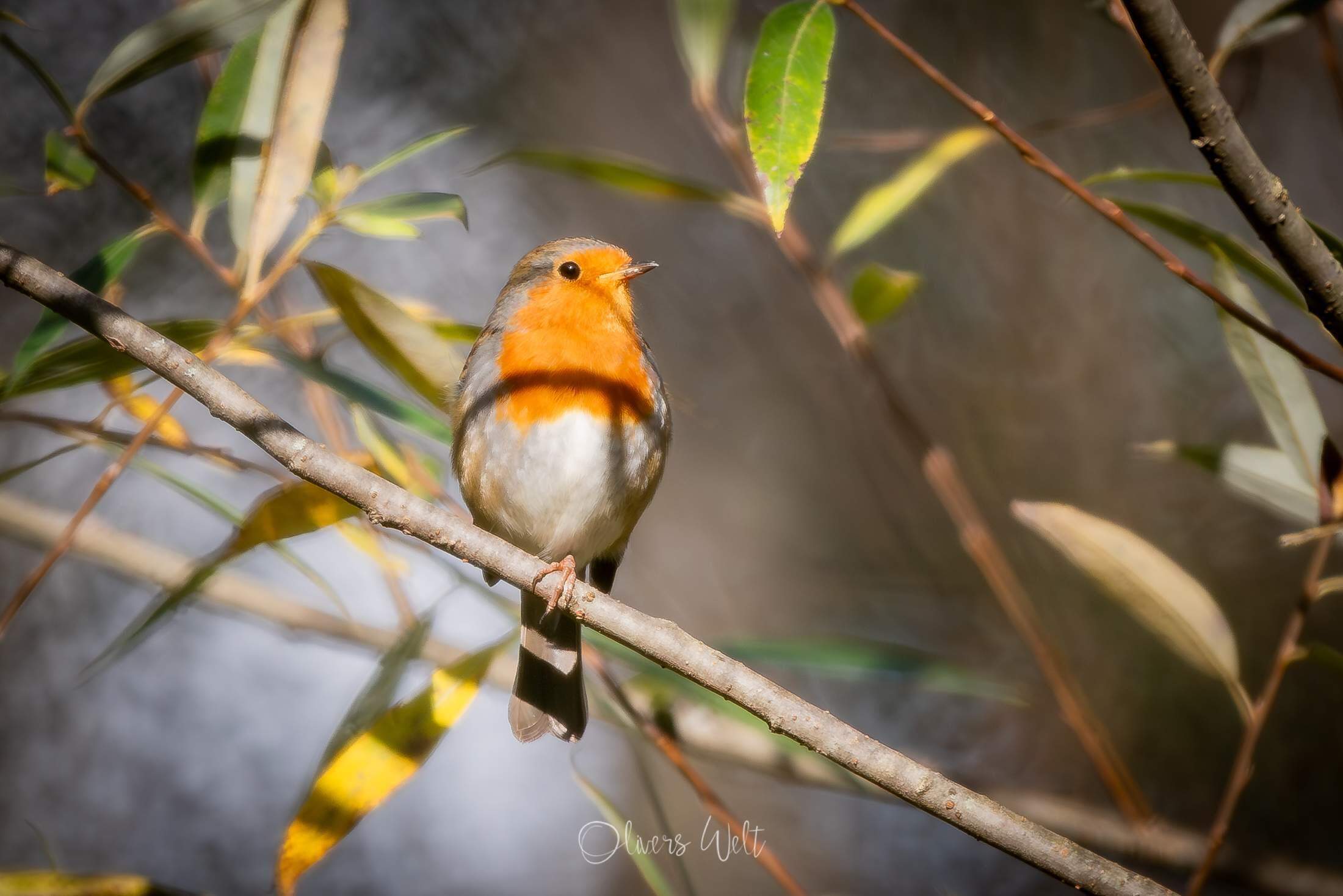 Bild ohne Beschreibung