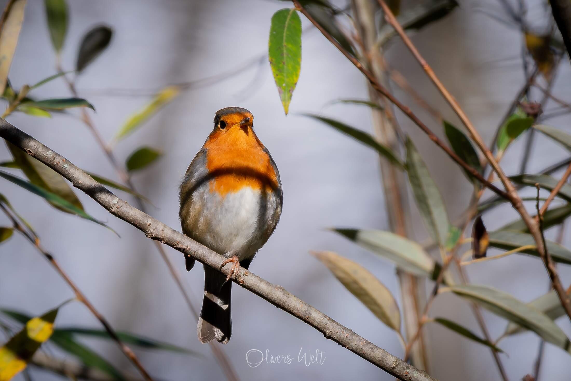 Bild ohne Beschreibung