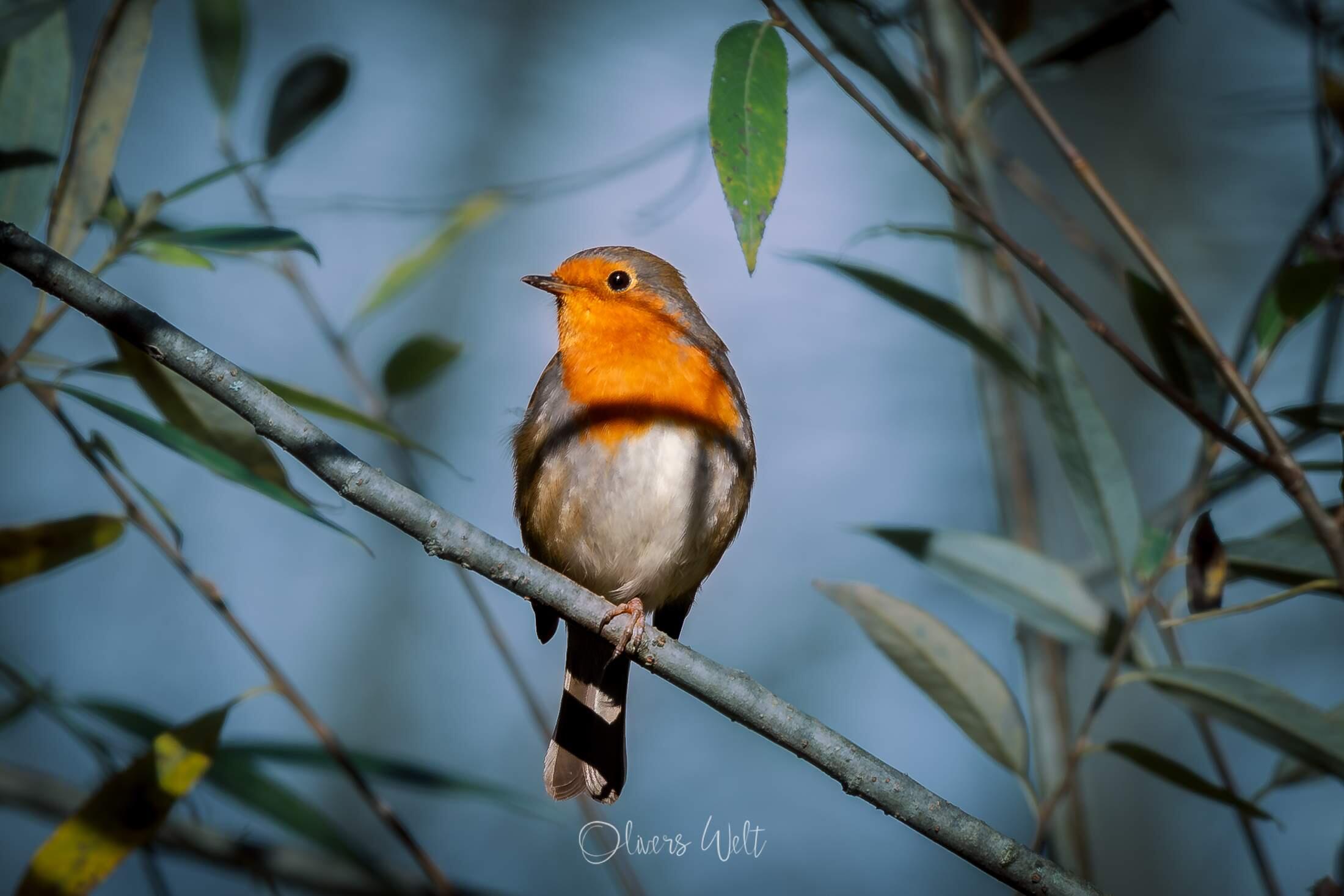 Bild ohne Beschreibung