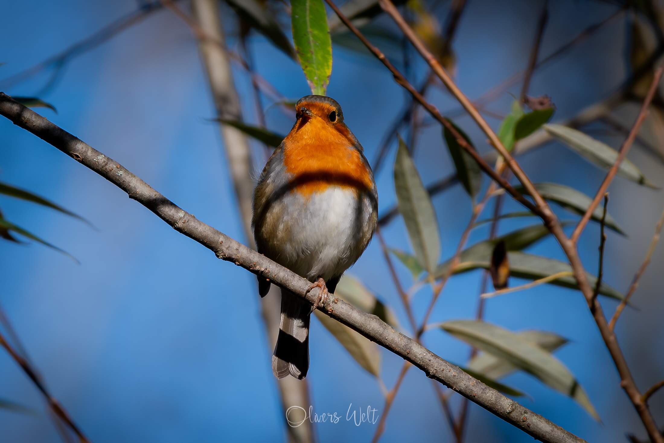 Bild ohne Beschreibung