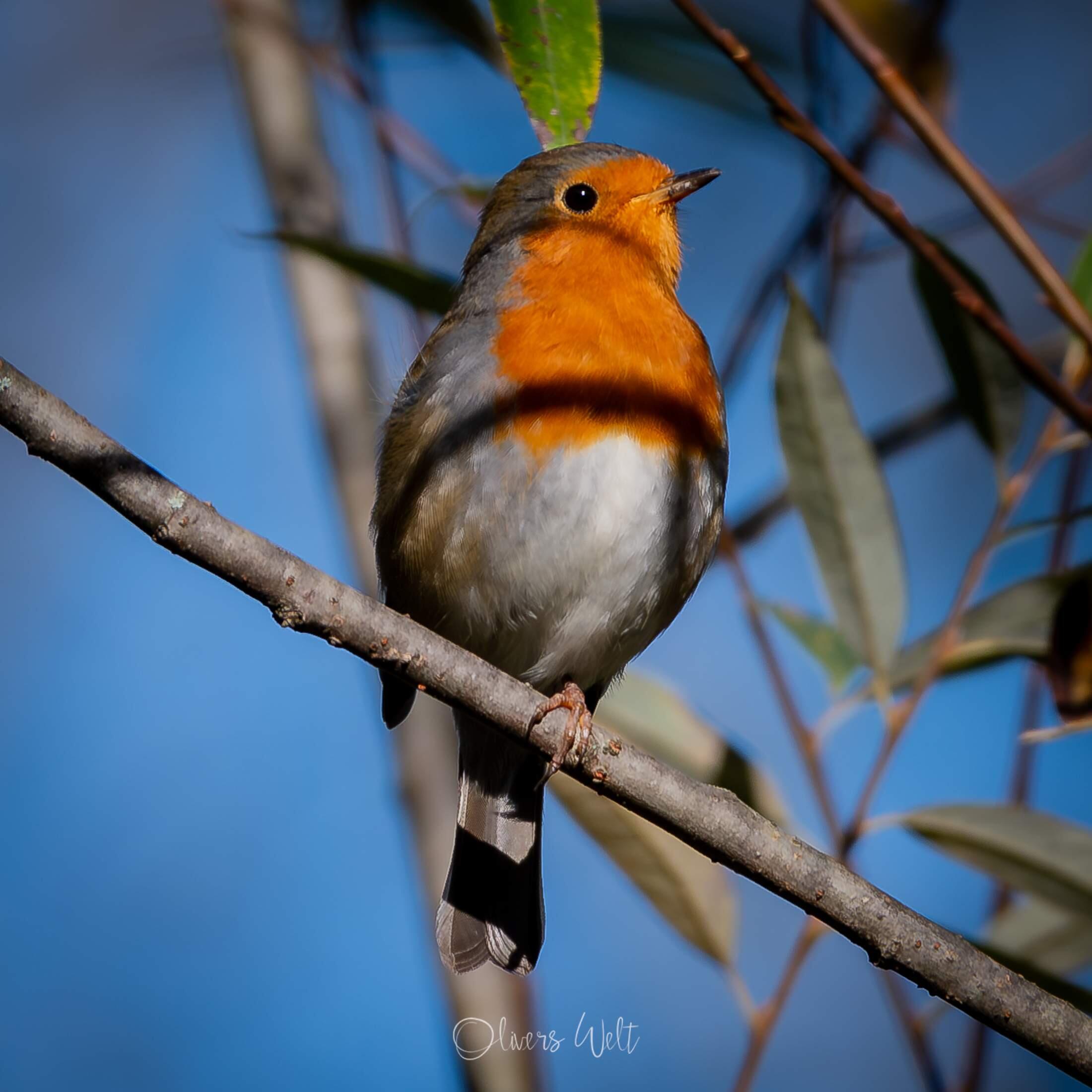 Bild ohne Beschreibung