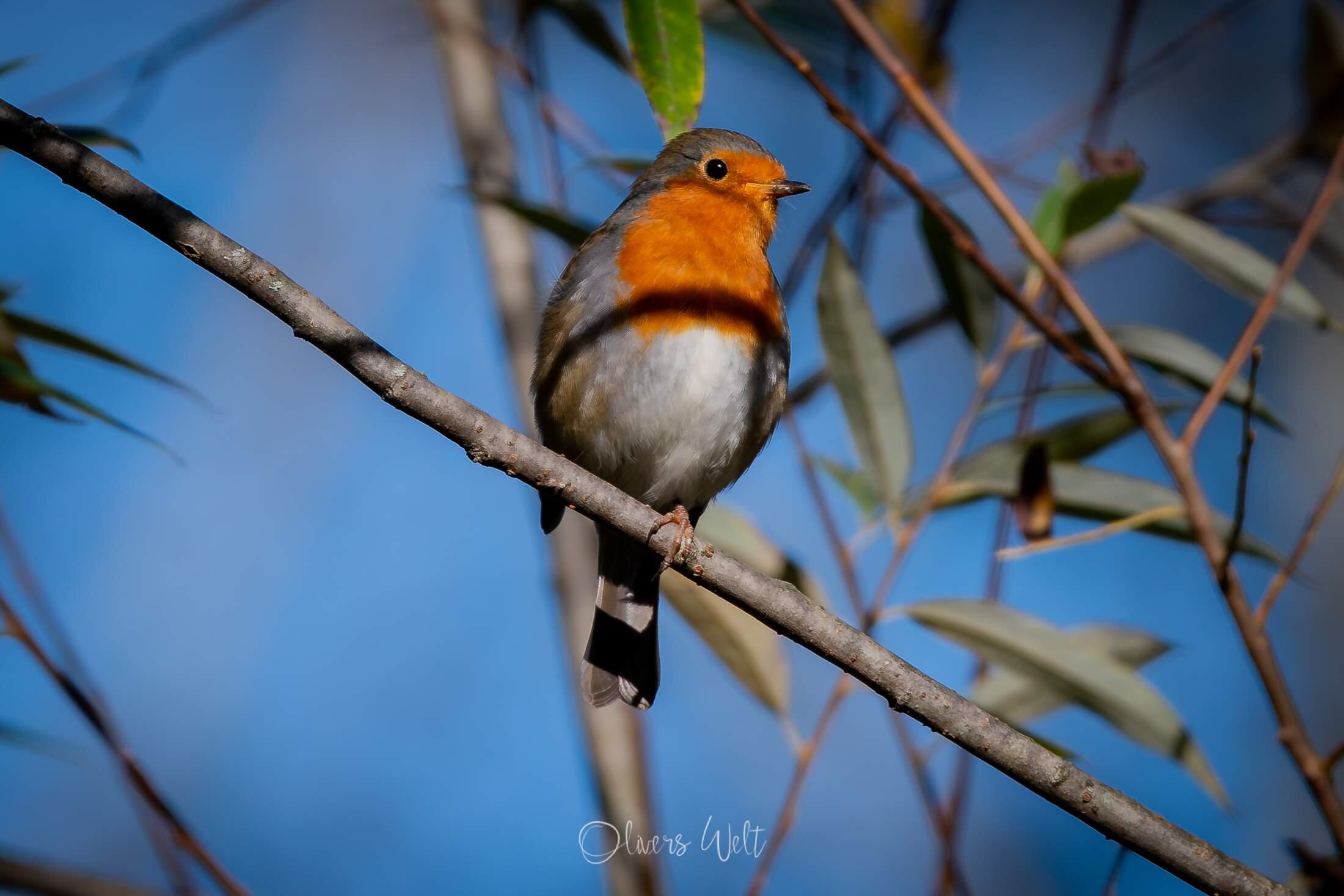 Bild ohne Beschreibung