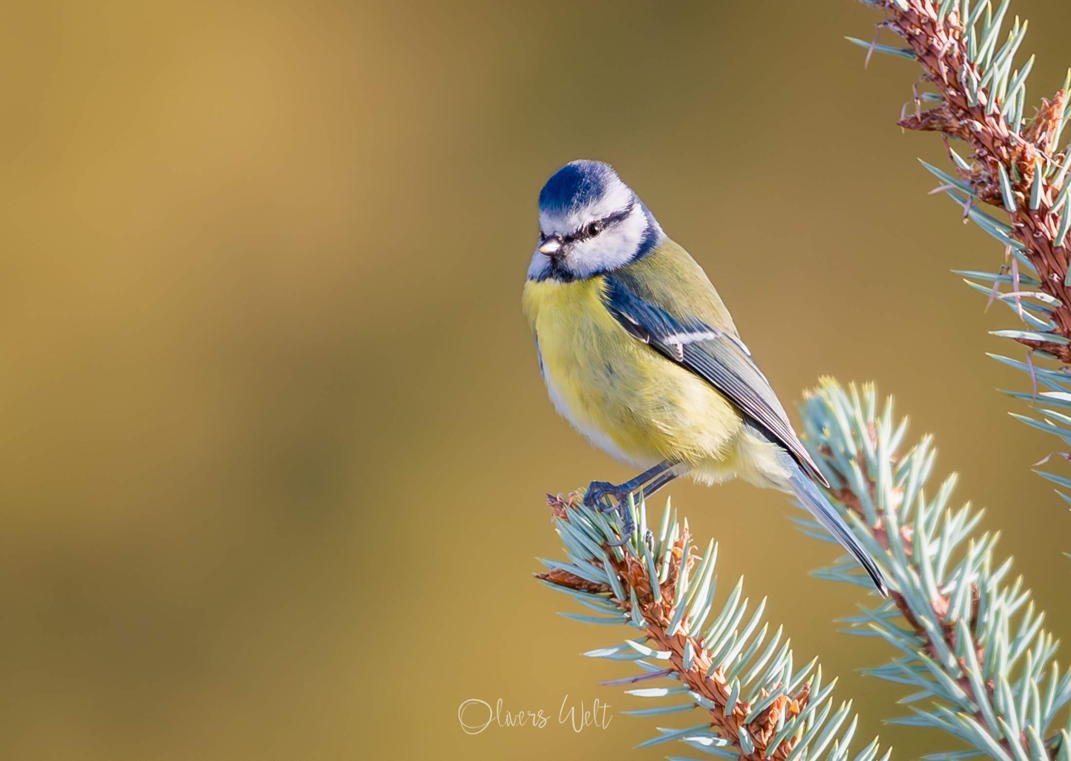 Bild ohne Beschreibung