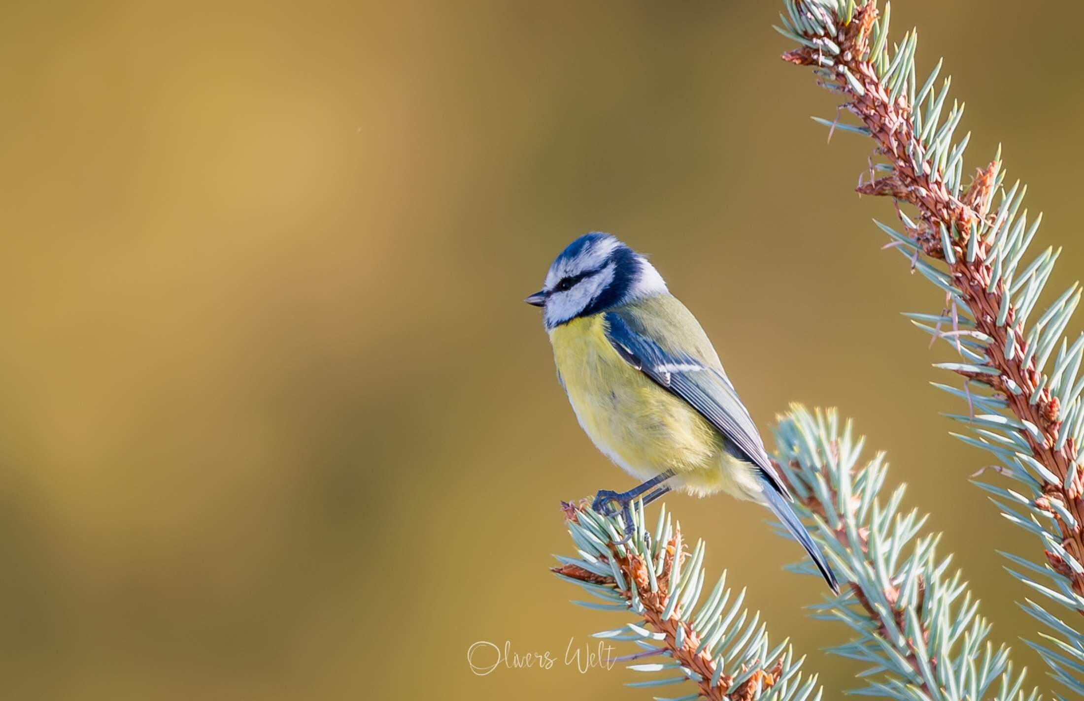 Bild ohne Beschreibung