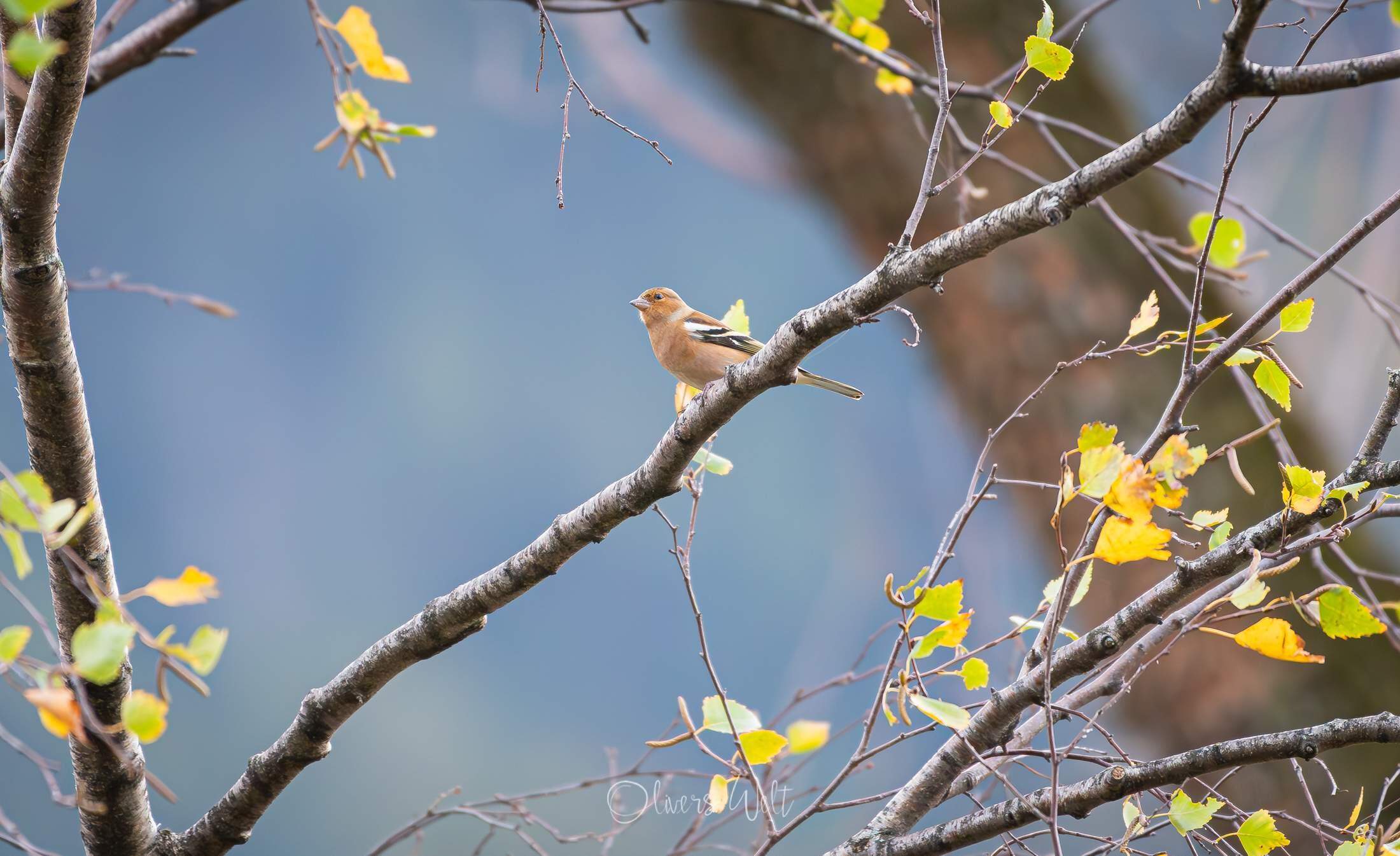 Bild ohne Beschreibung