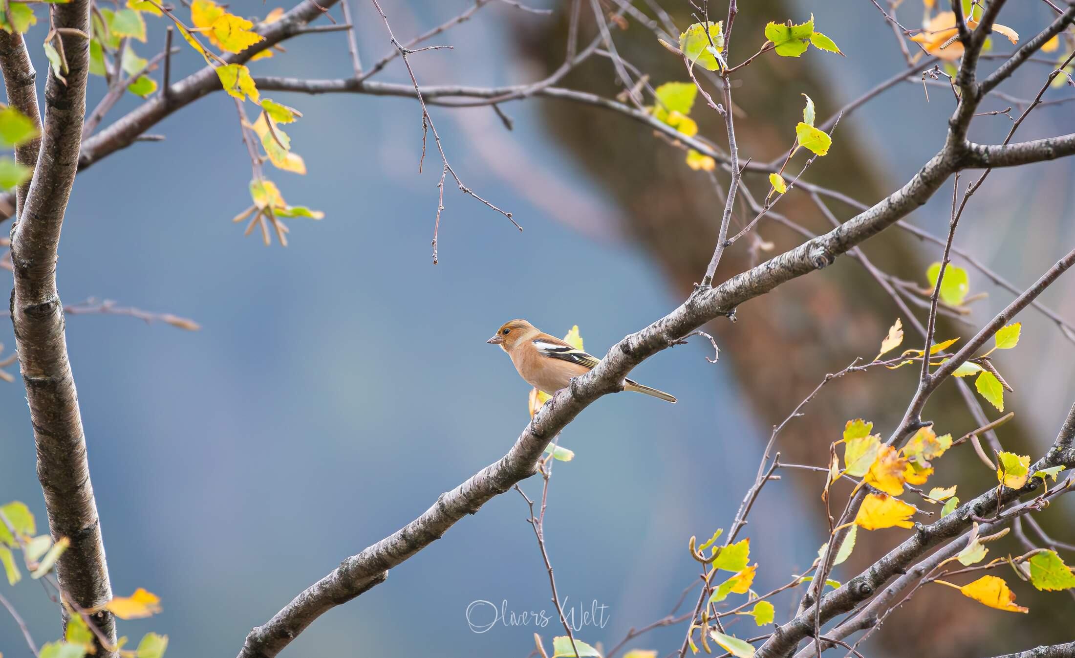 Bild ohne Beschreibung