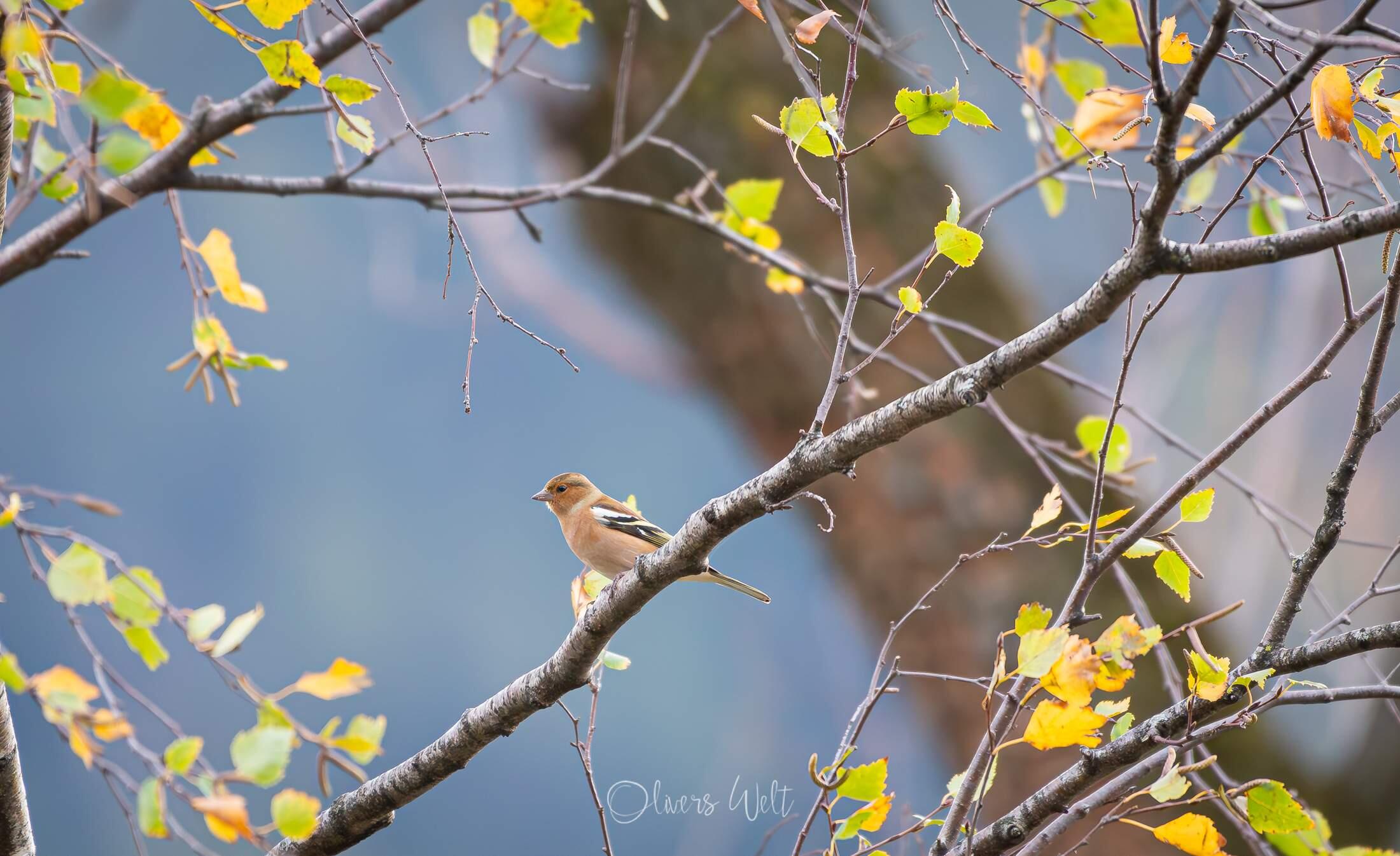 Bild ohne Beschreibung