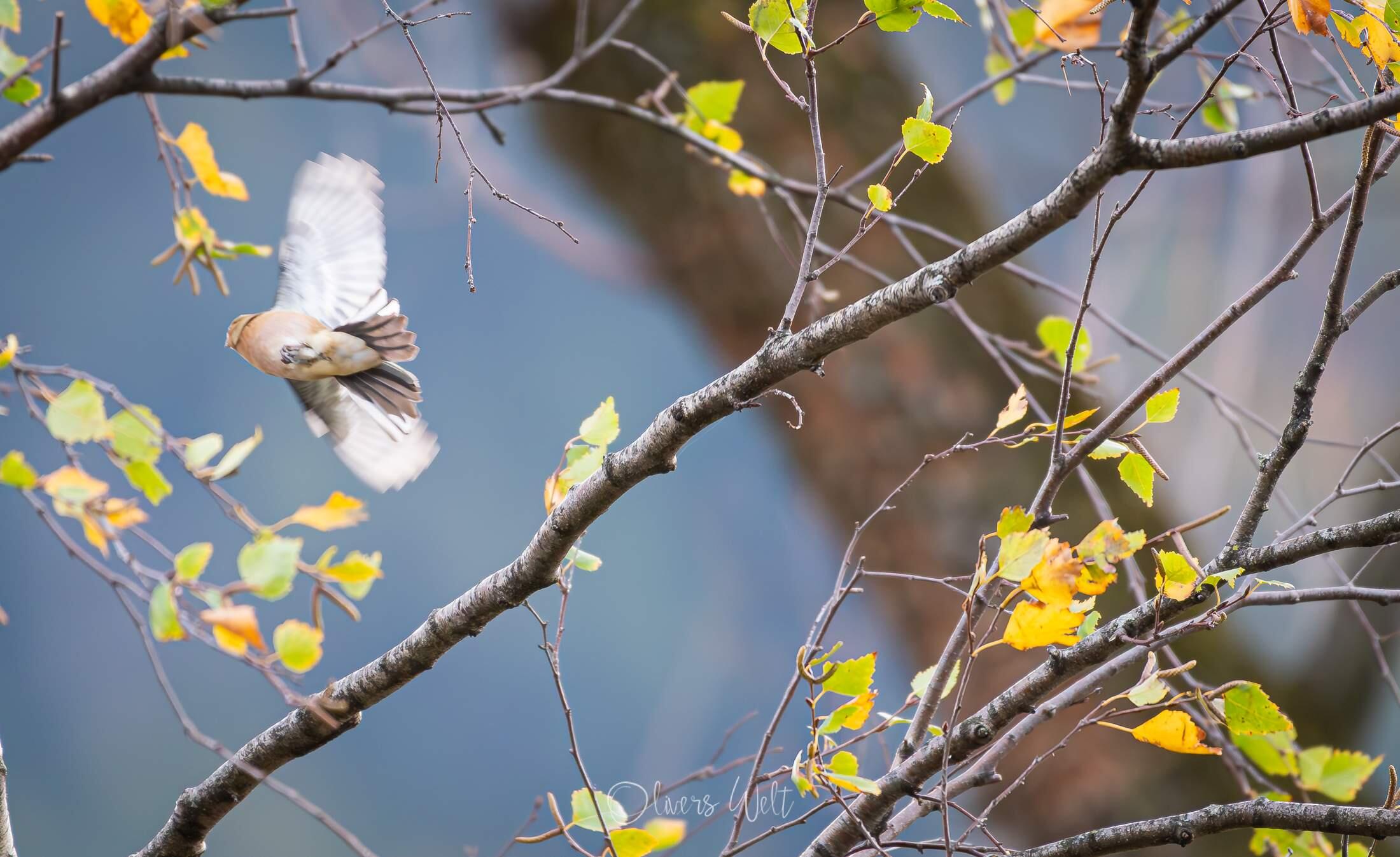 Bild ohne Beschreibung