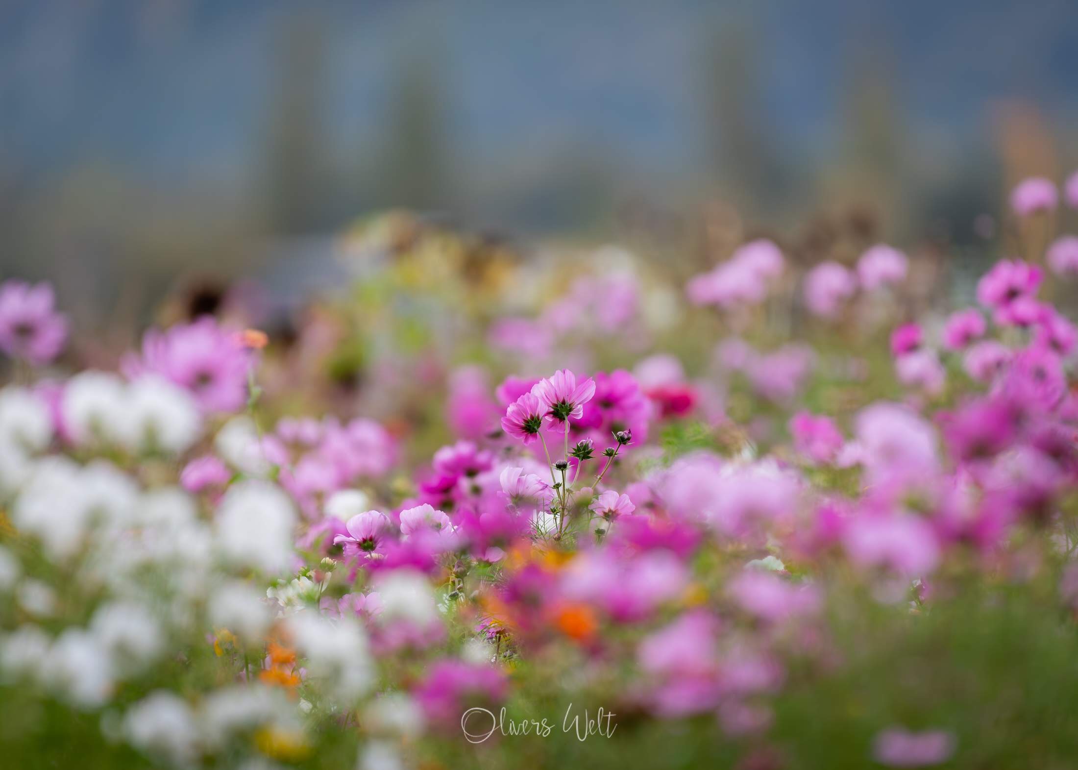 Bild ohne Beschreibung