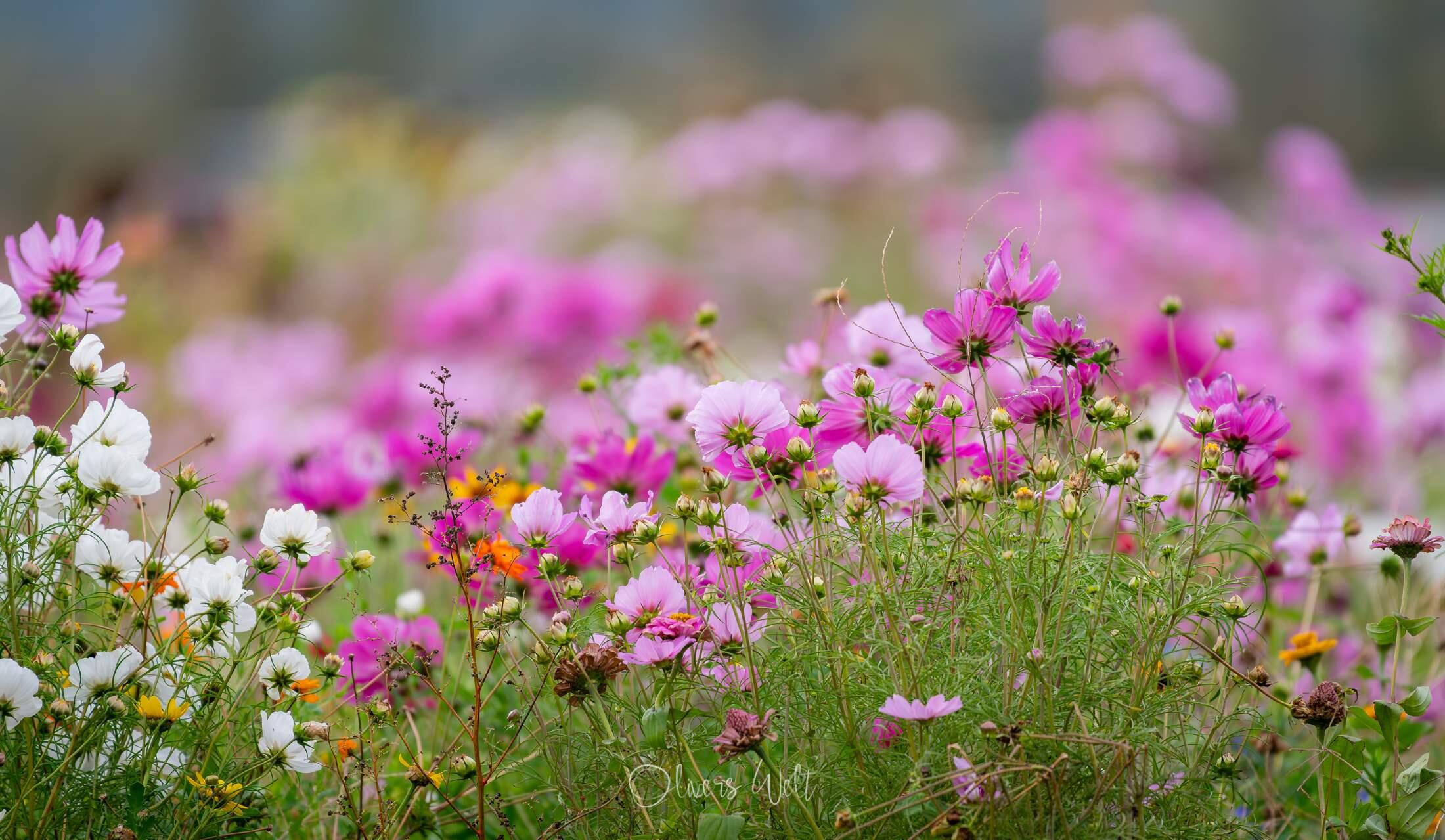 Bild ohne Beschreibung