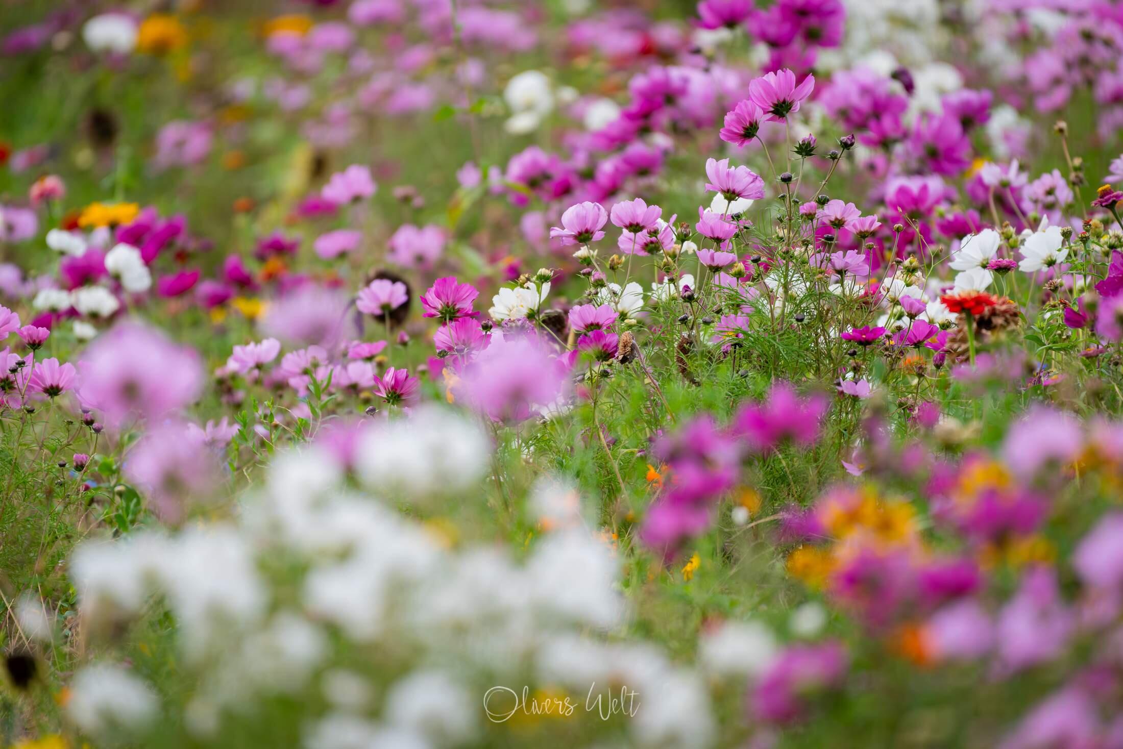 Bild ohne Beschreibung