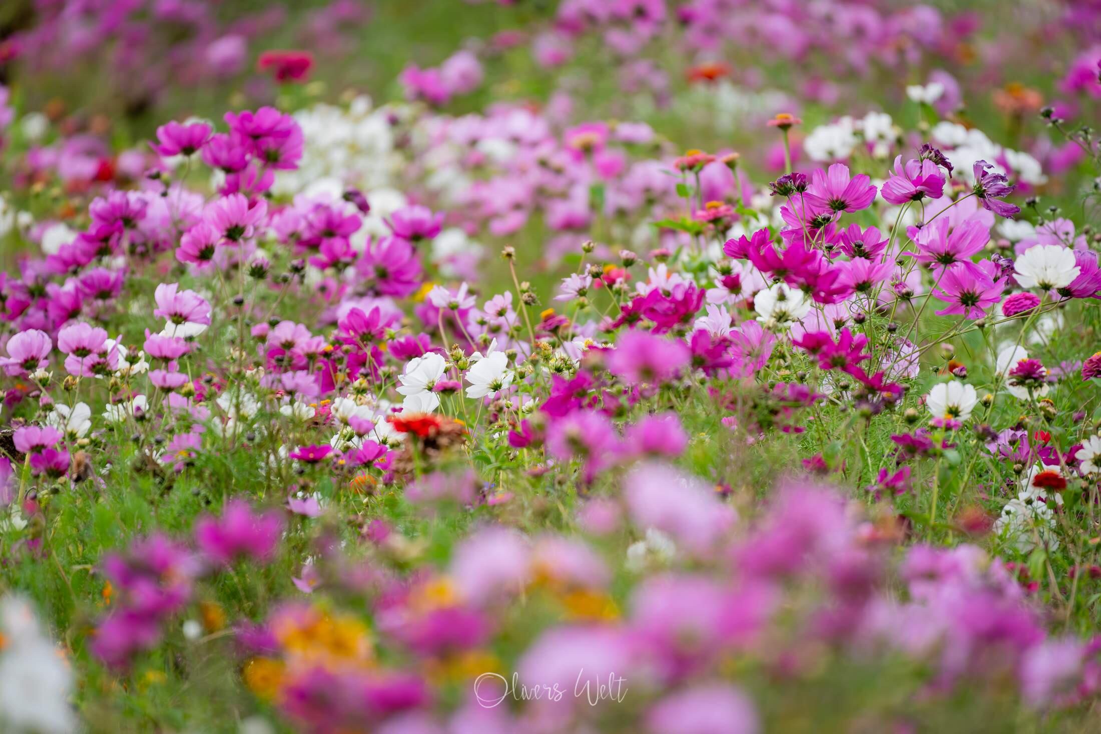 Bild ohne Beschreibung