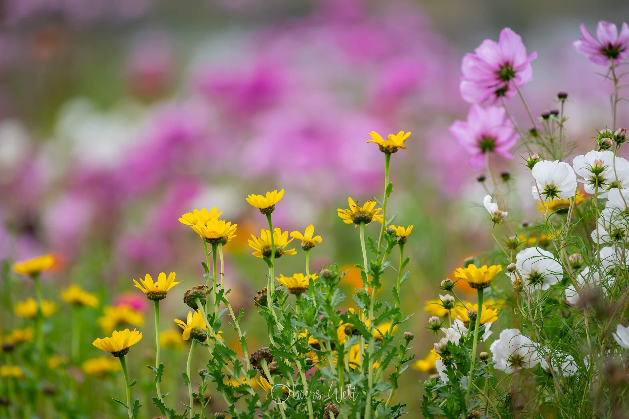 Bild ohne Beschreibung
